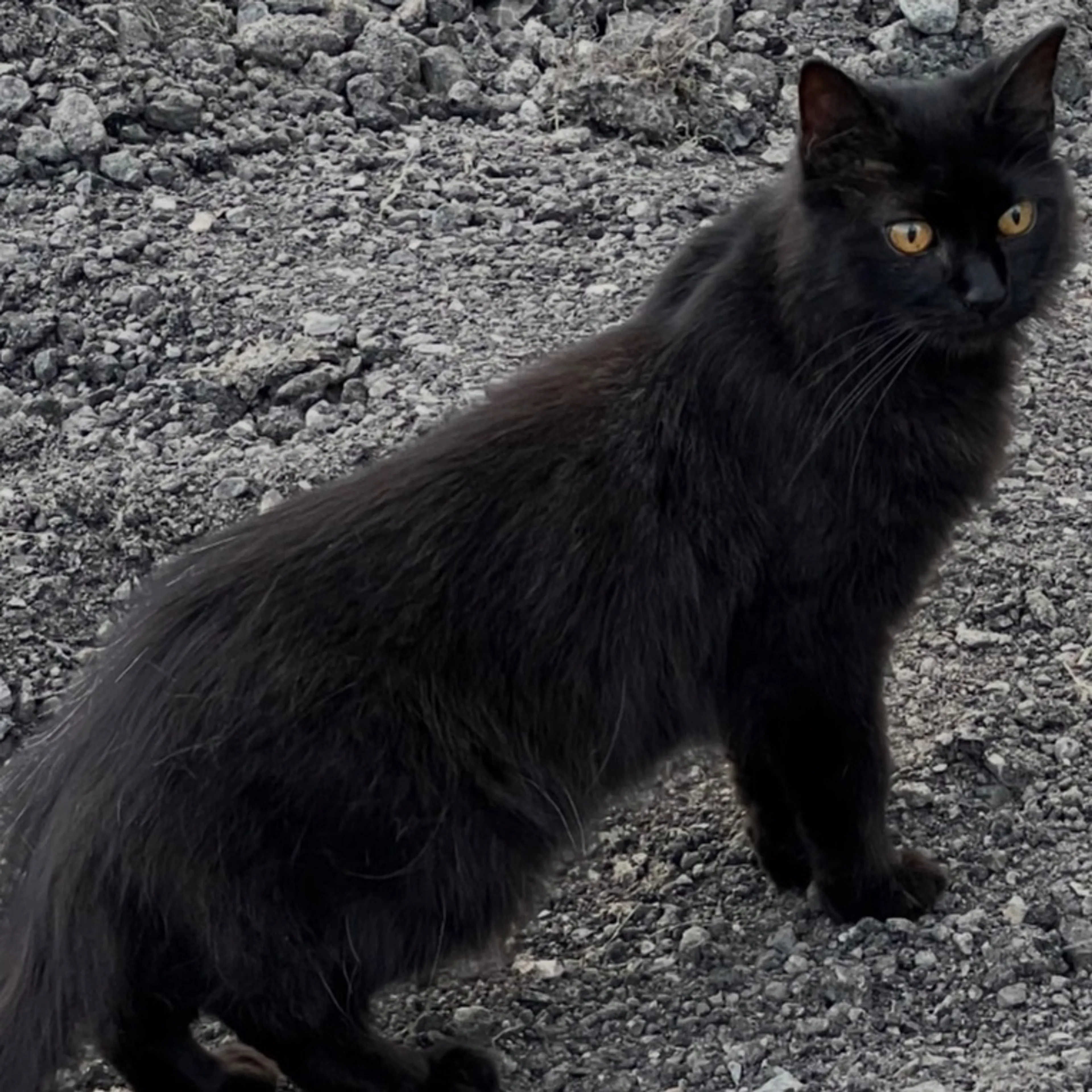 Lost pet-0