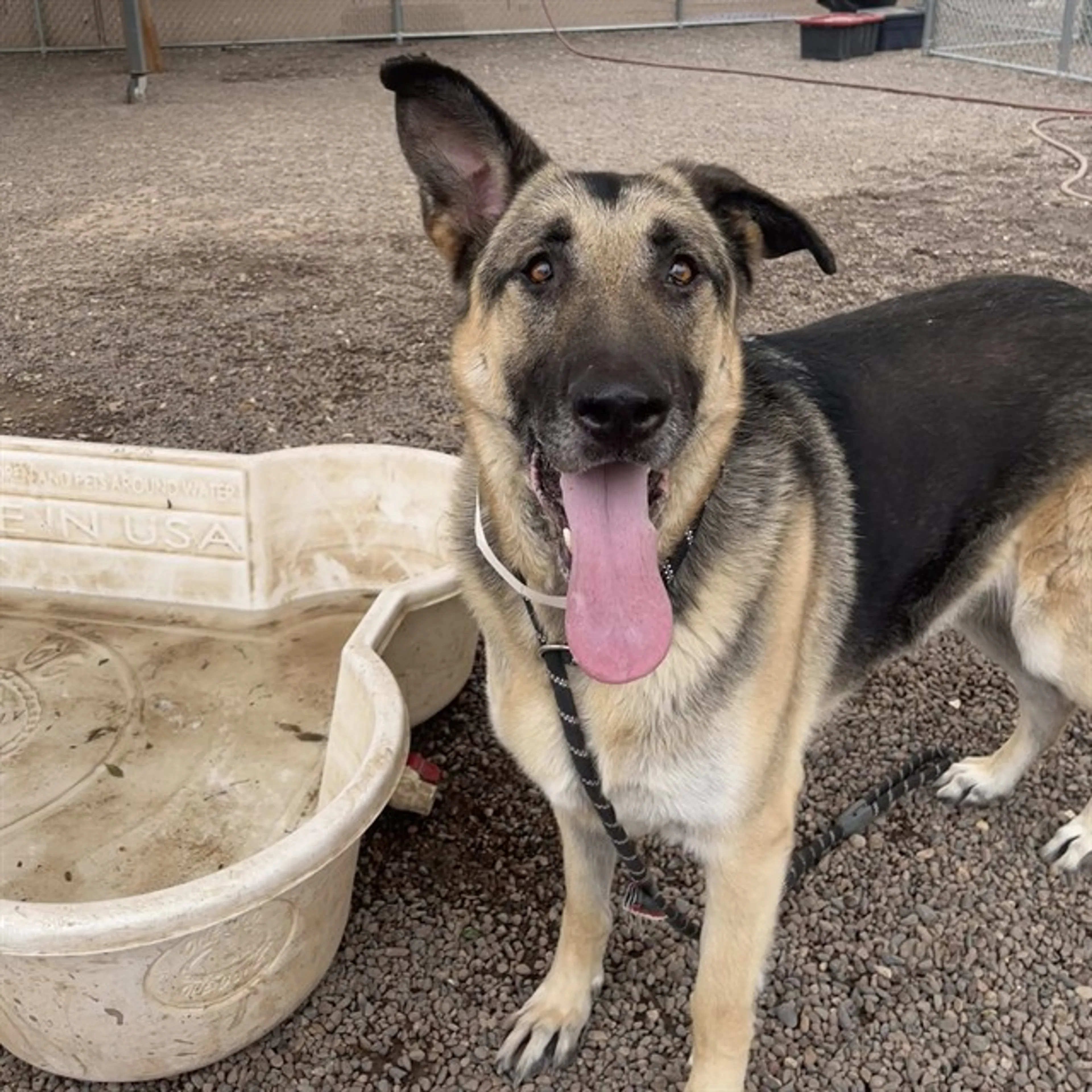 Found pet