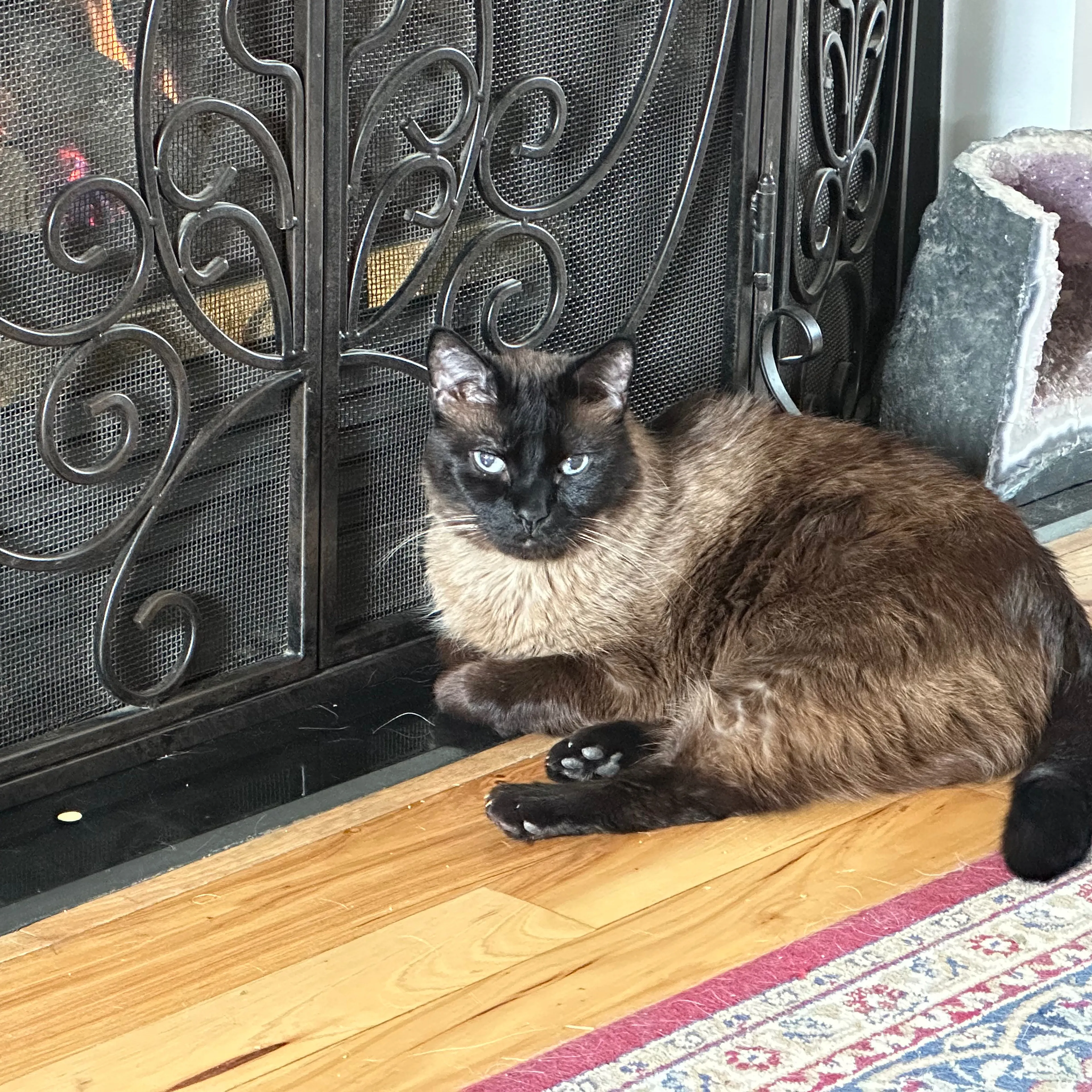 Lost pet-1