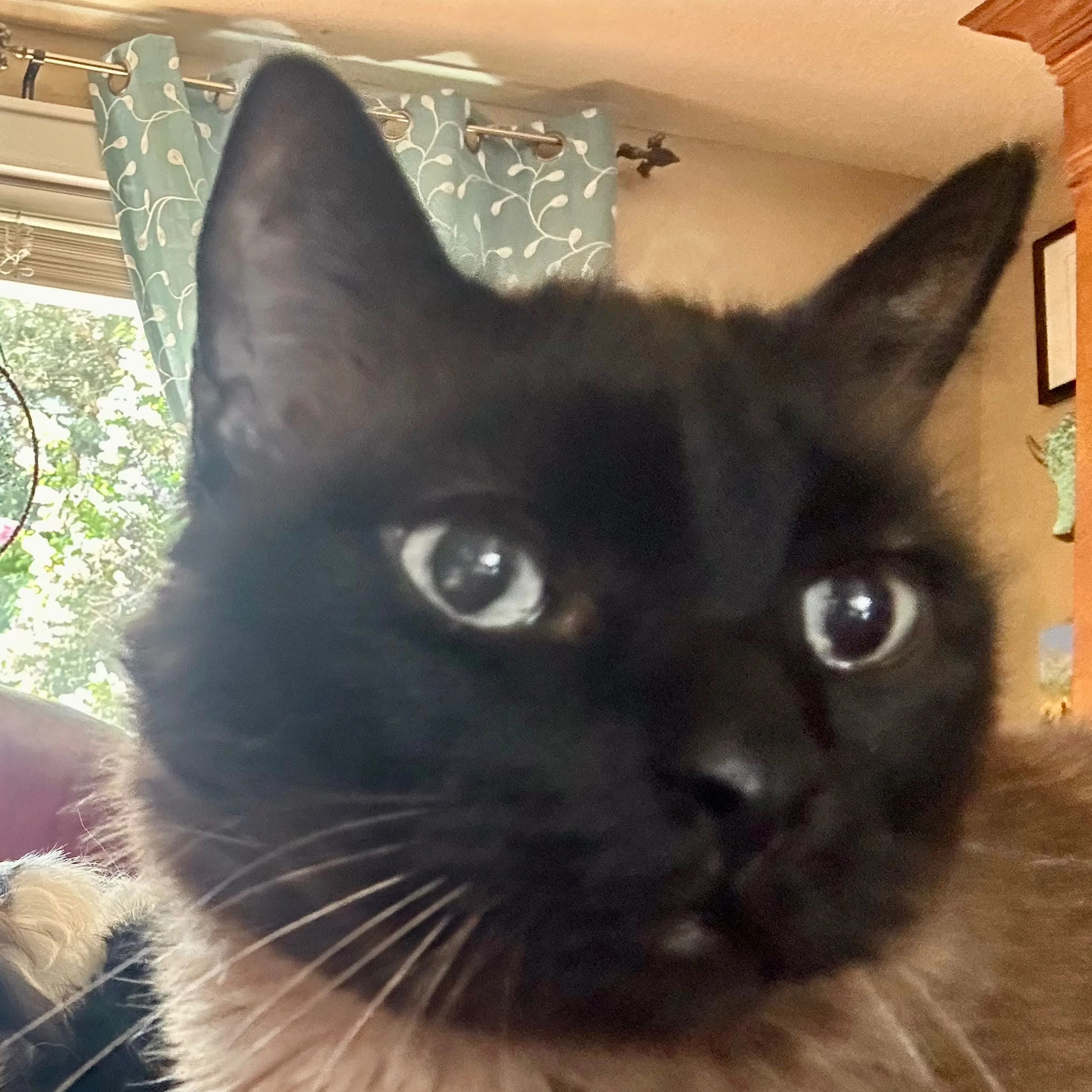 Lost pet-2