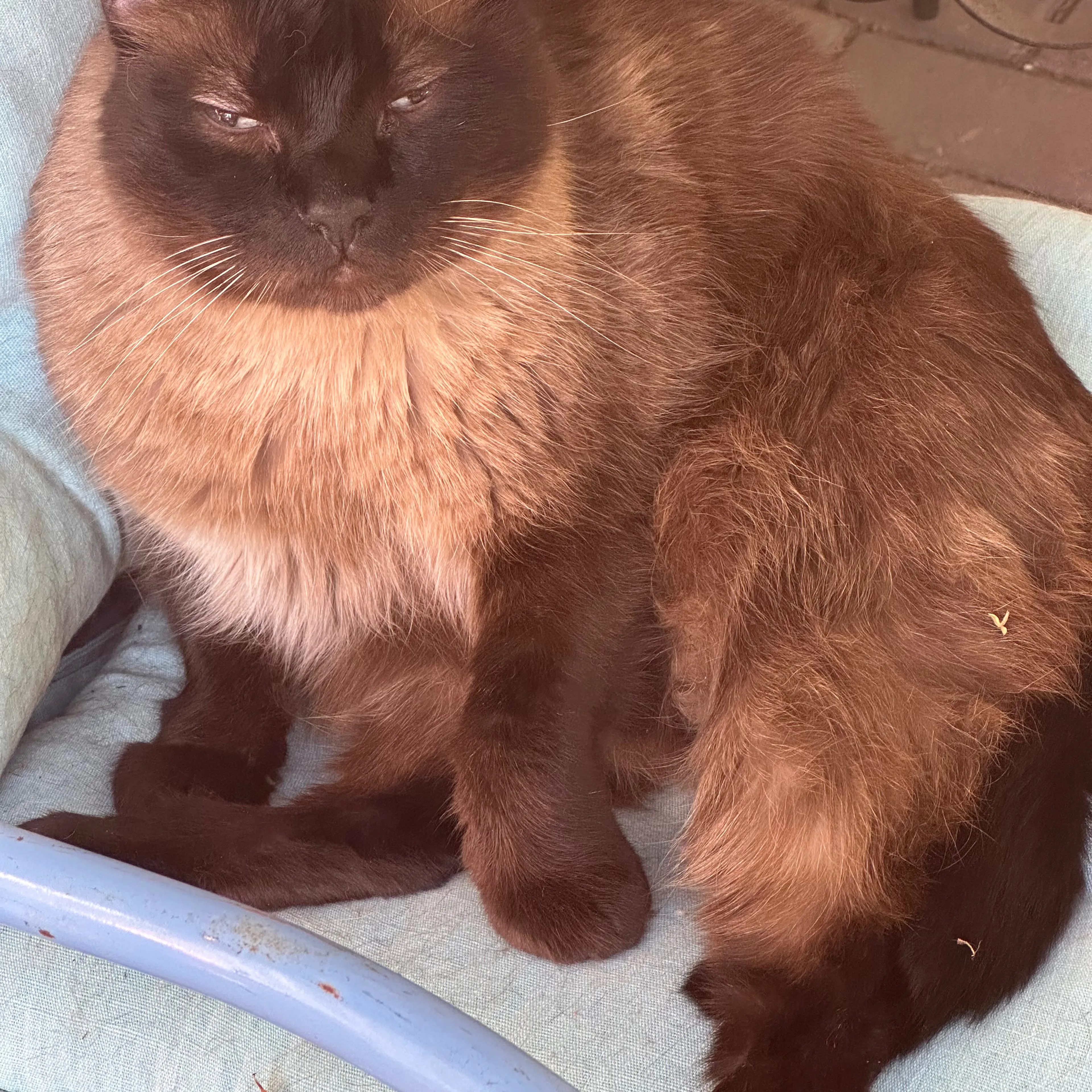 Lost pet-3