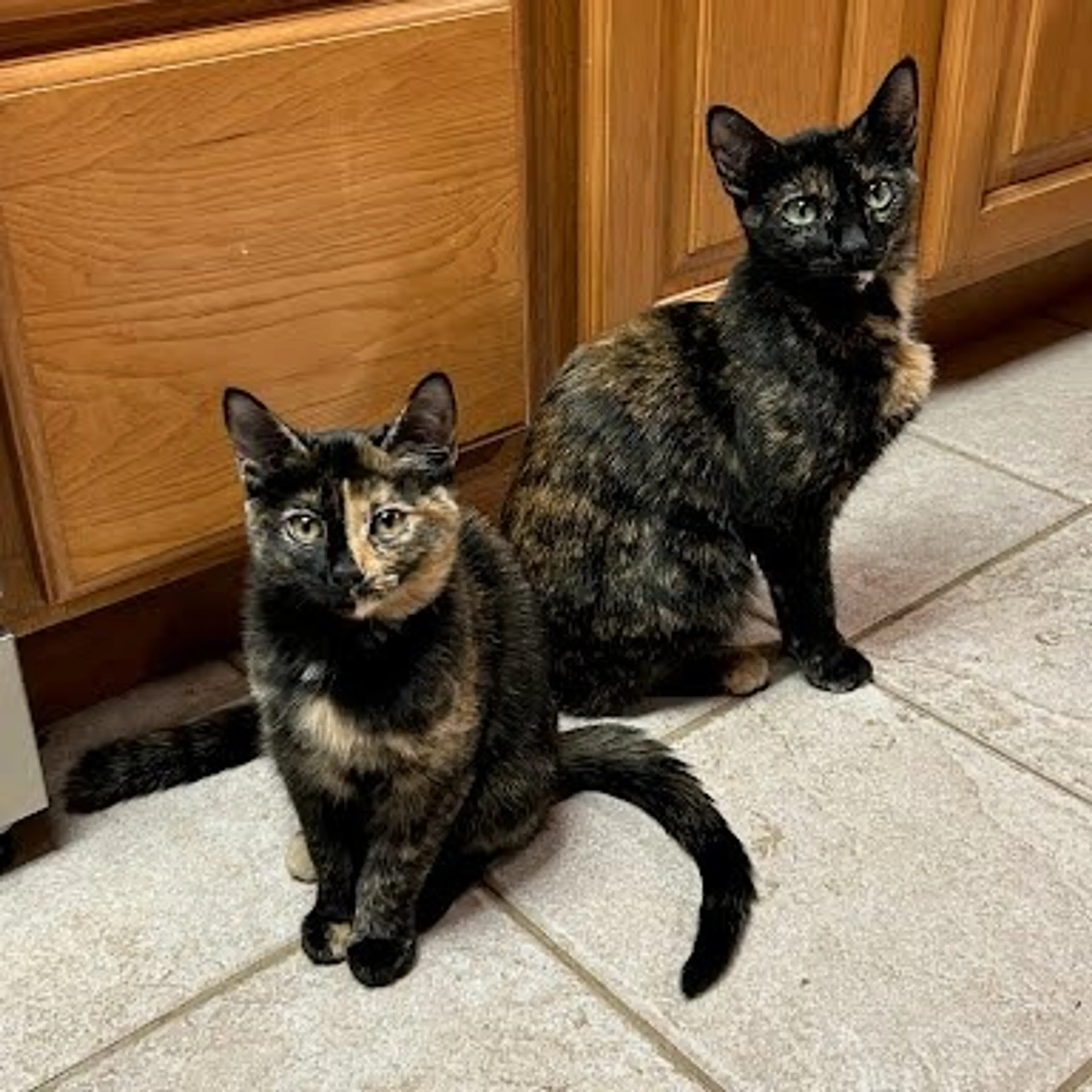 Found pet-1