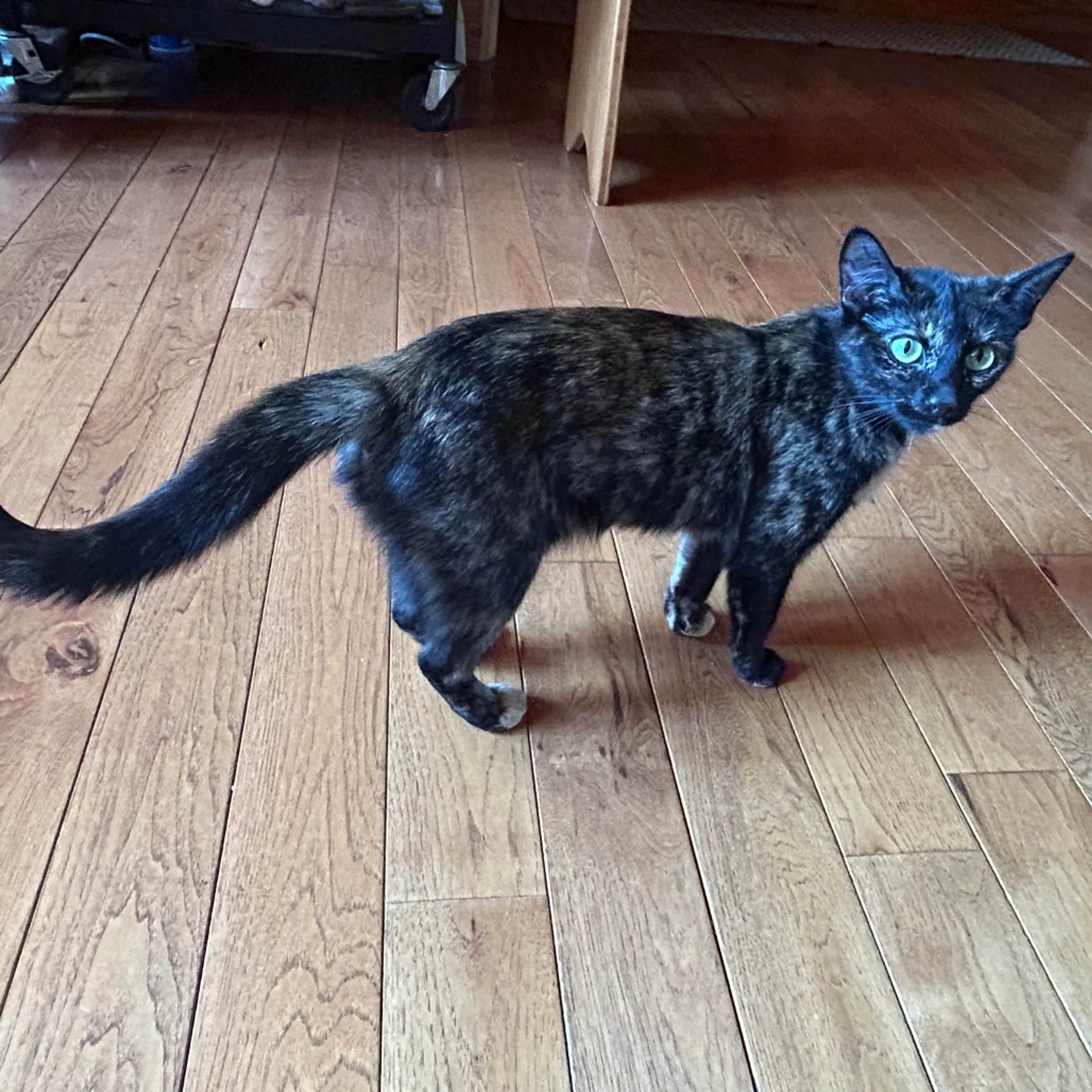 Found pet-0