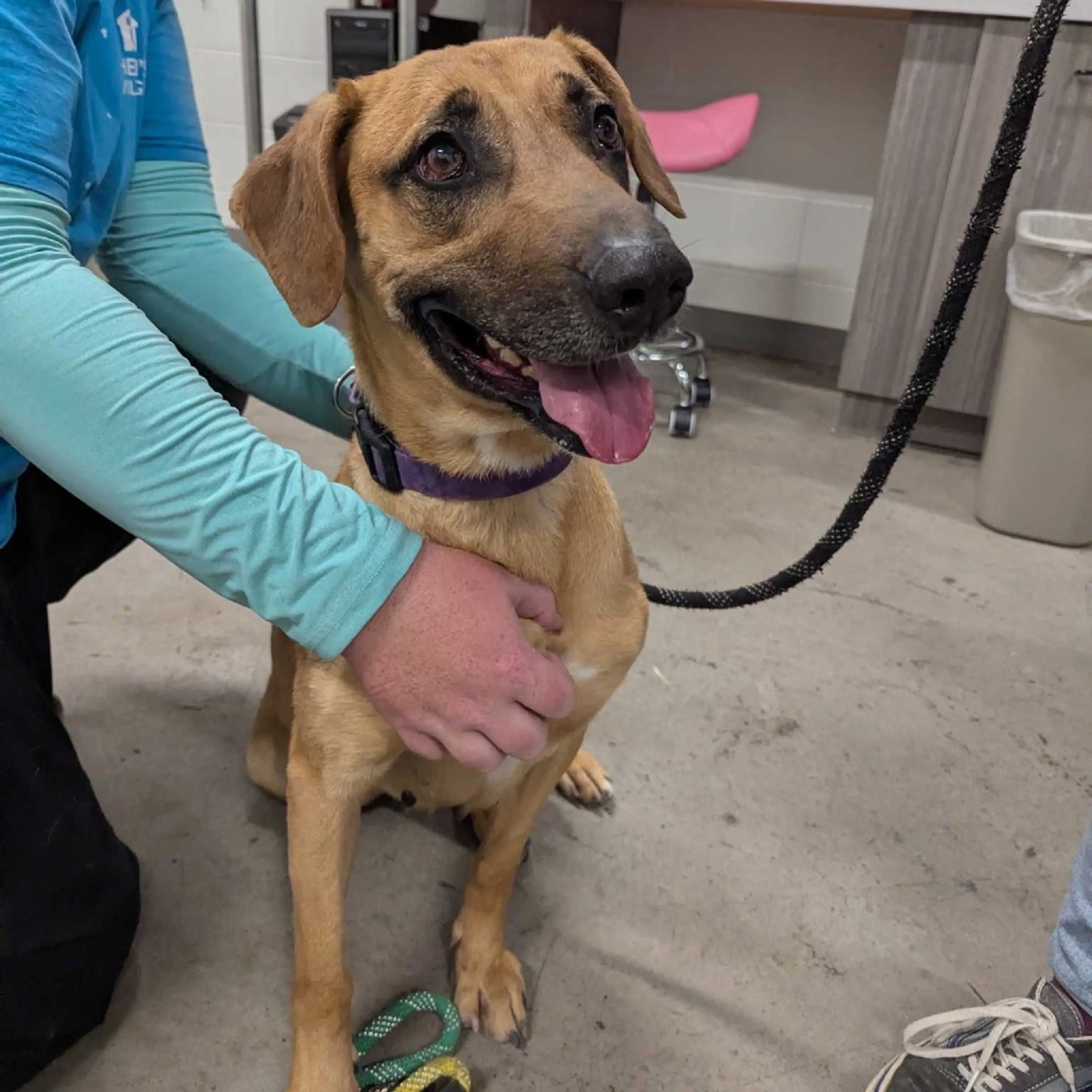 Found pet-2