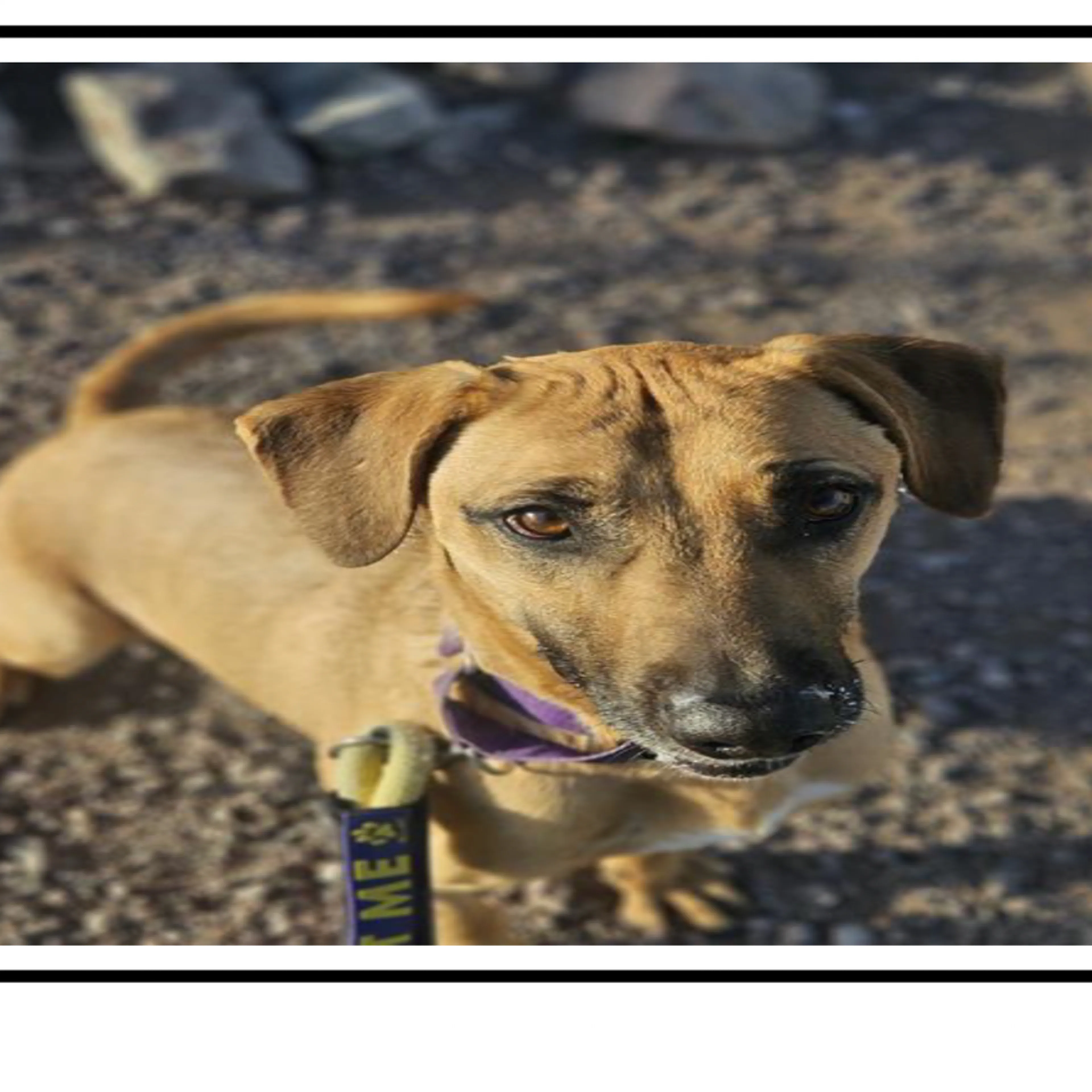 Found pet-1