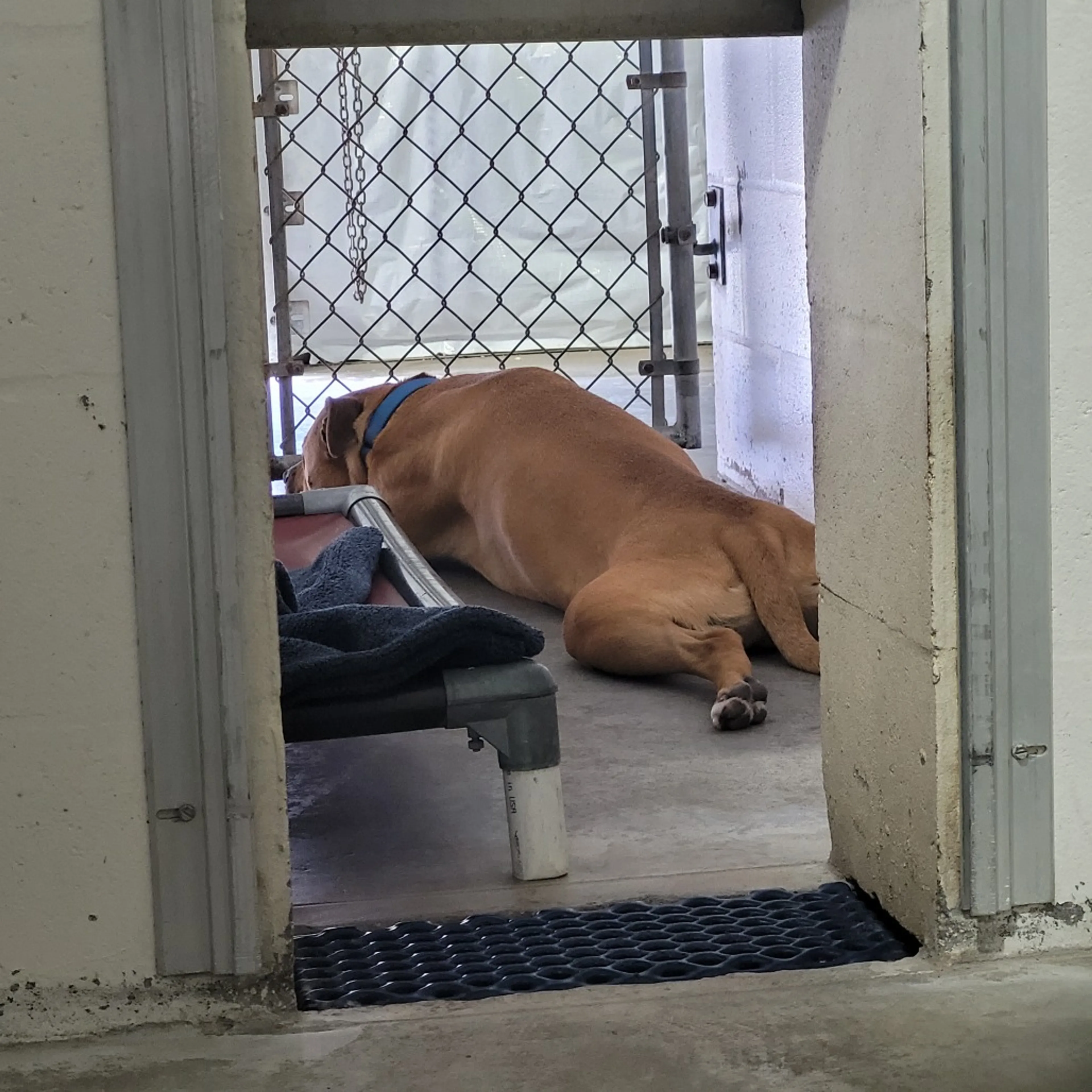 Found pet-2