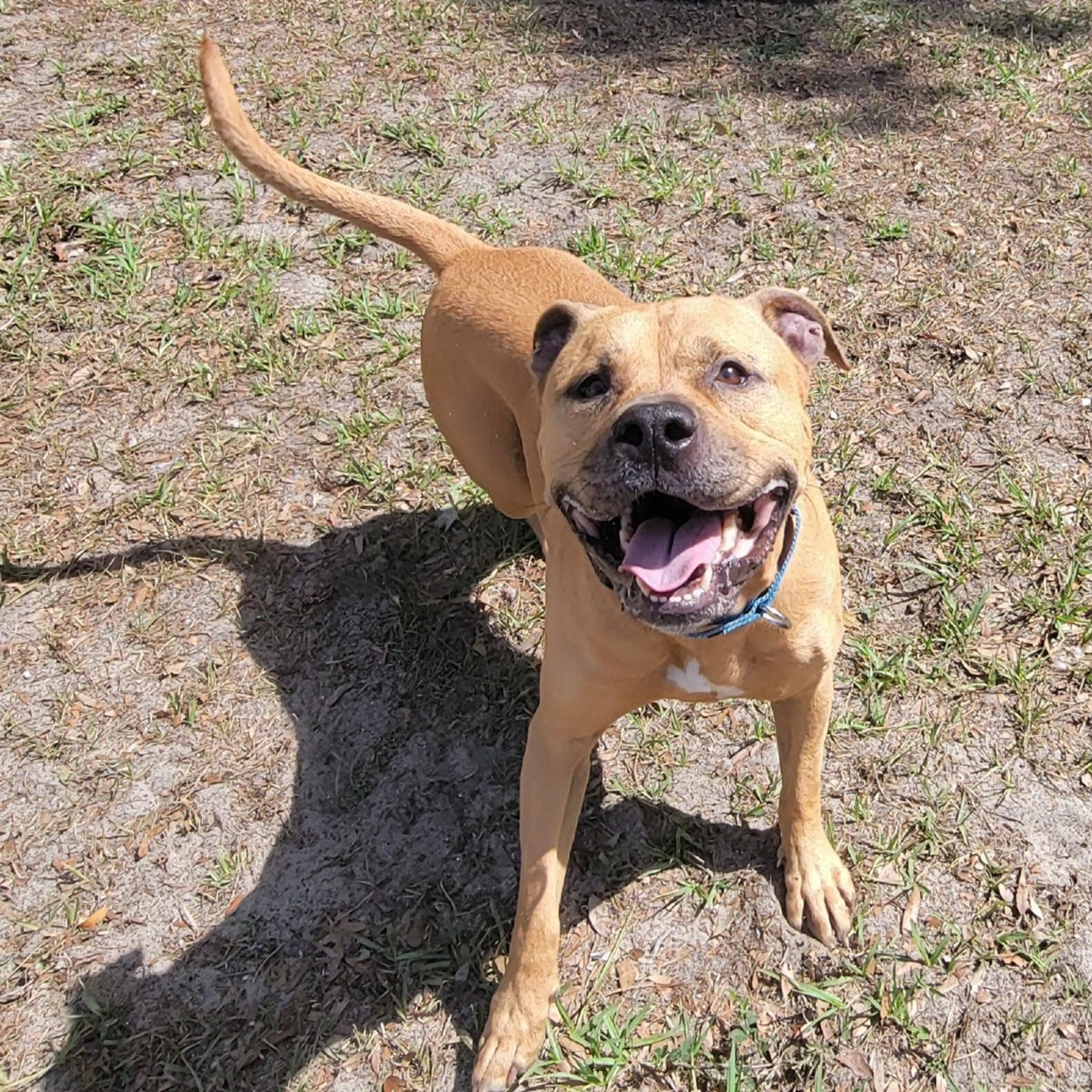 Found pet-4