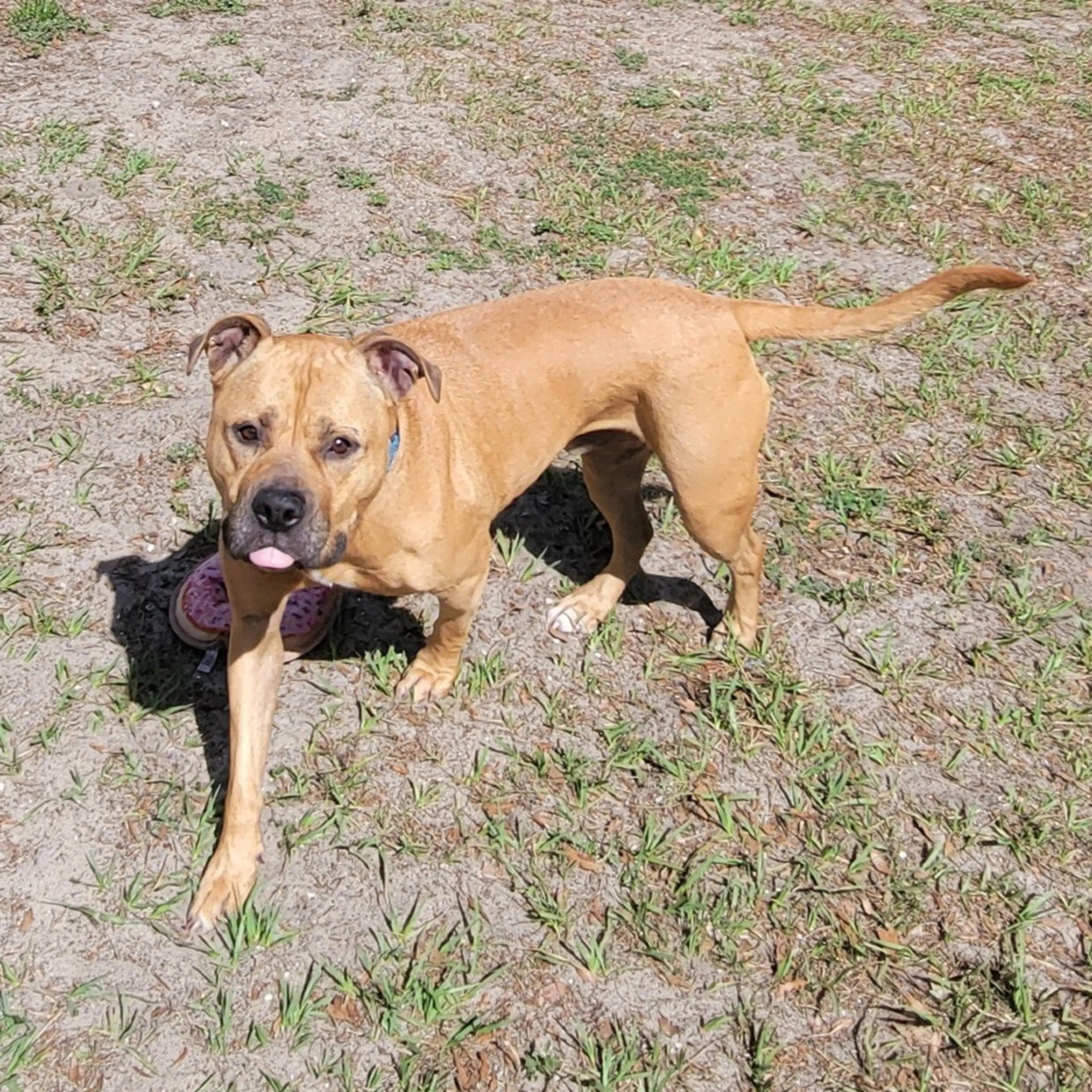 Found pet-5