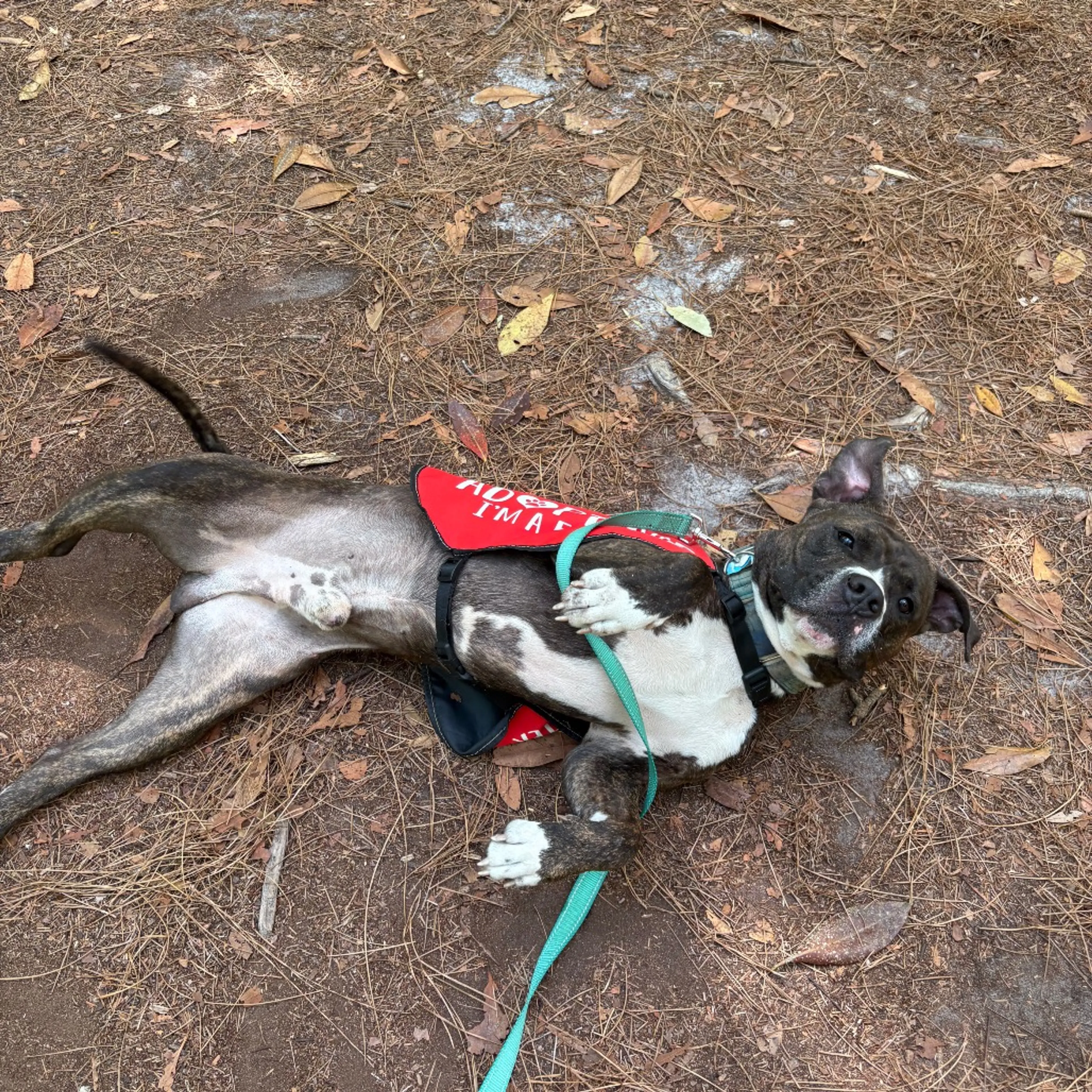 Found pet-7