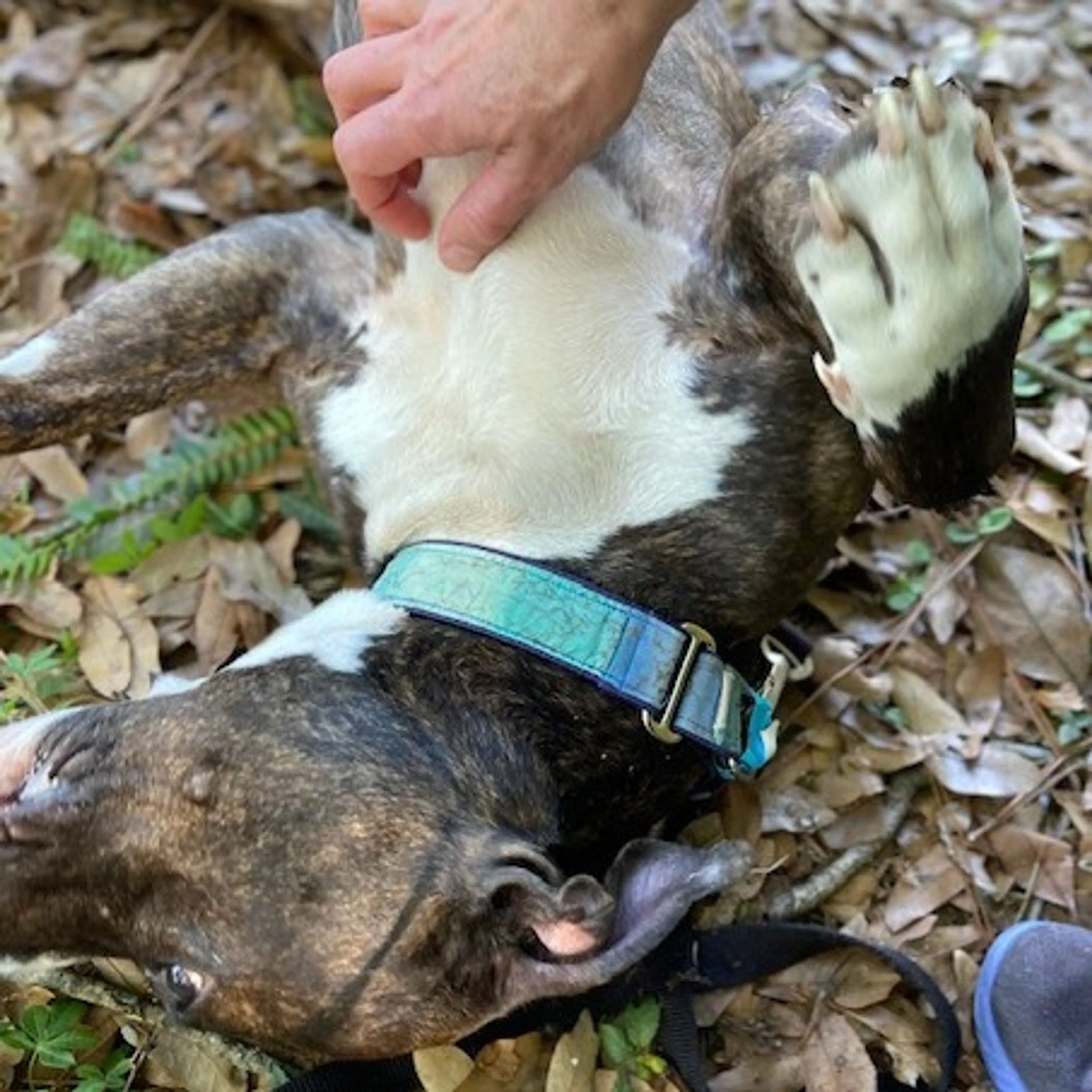 Found pet-2