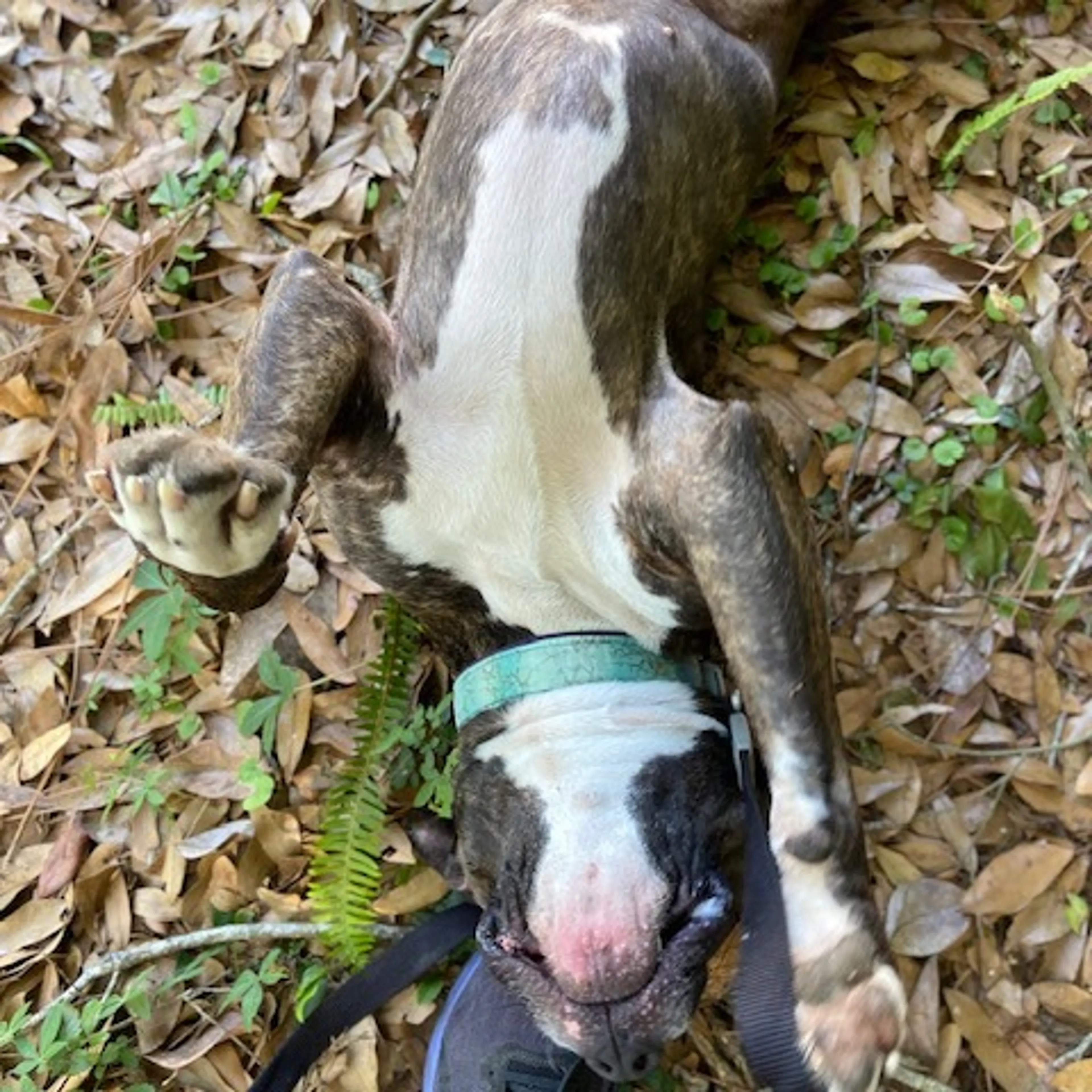 Found pet-3