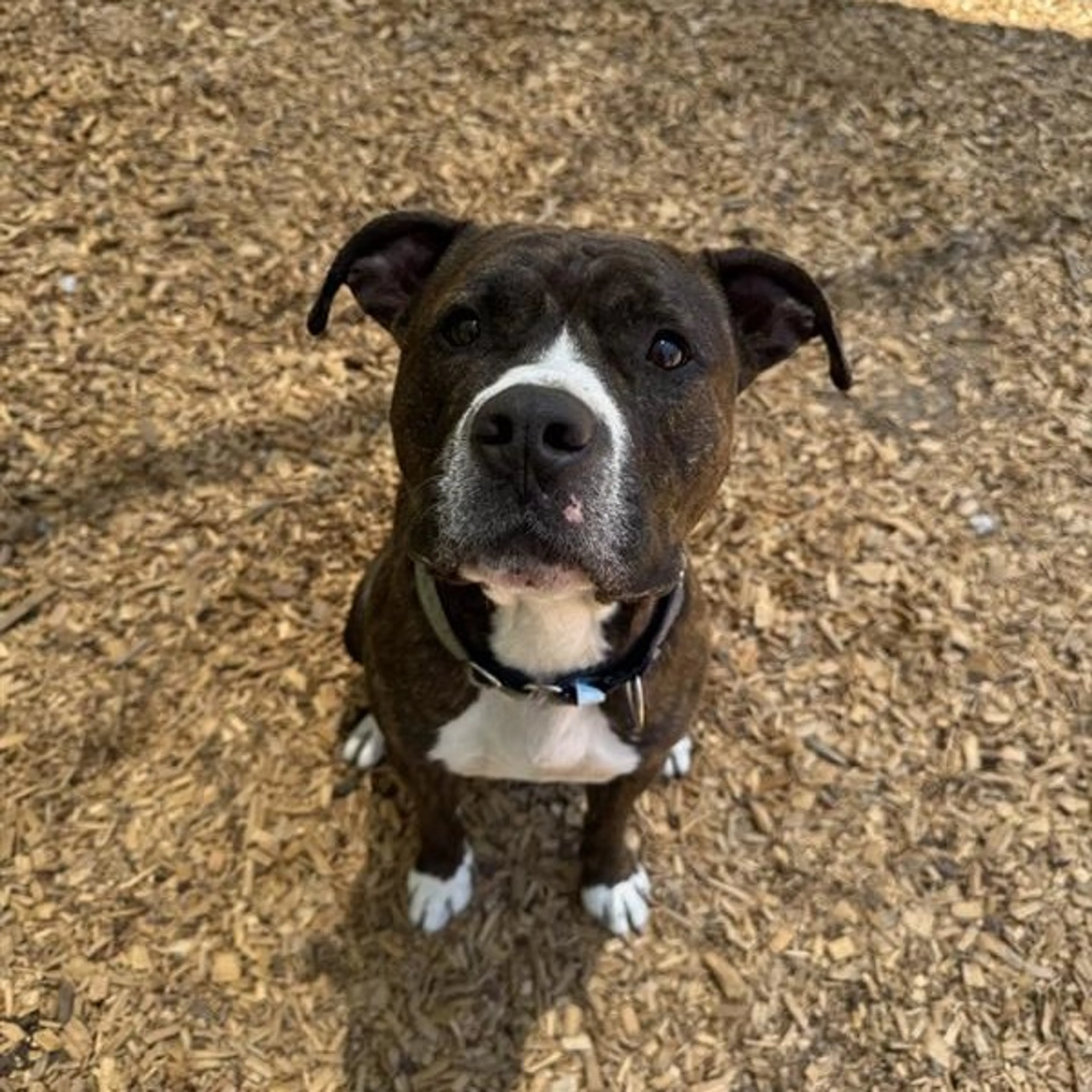 Found pet-11