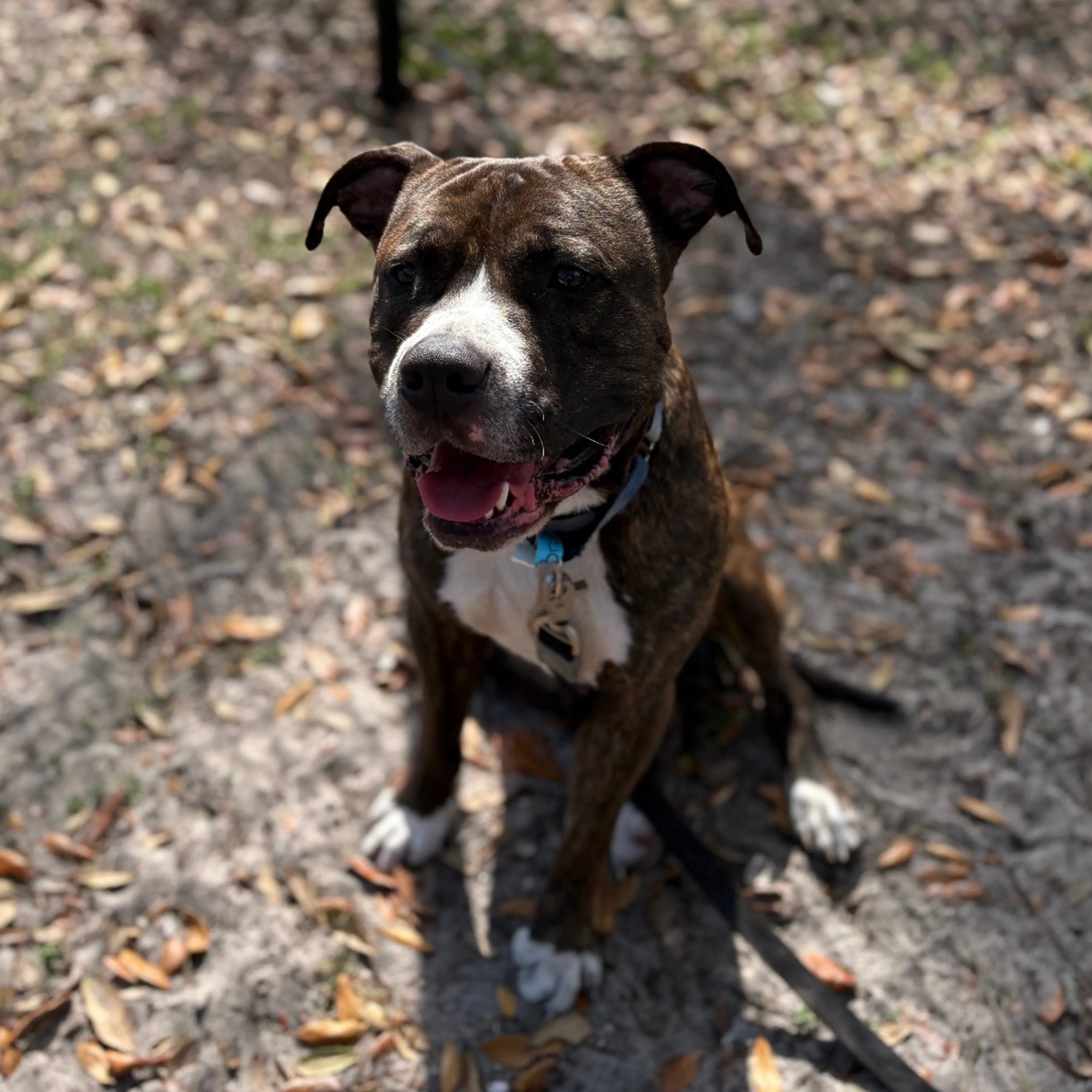 Found pet-1