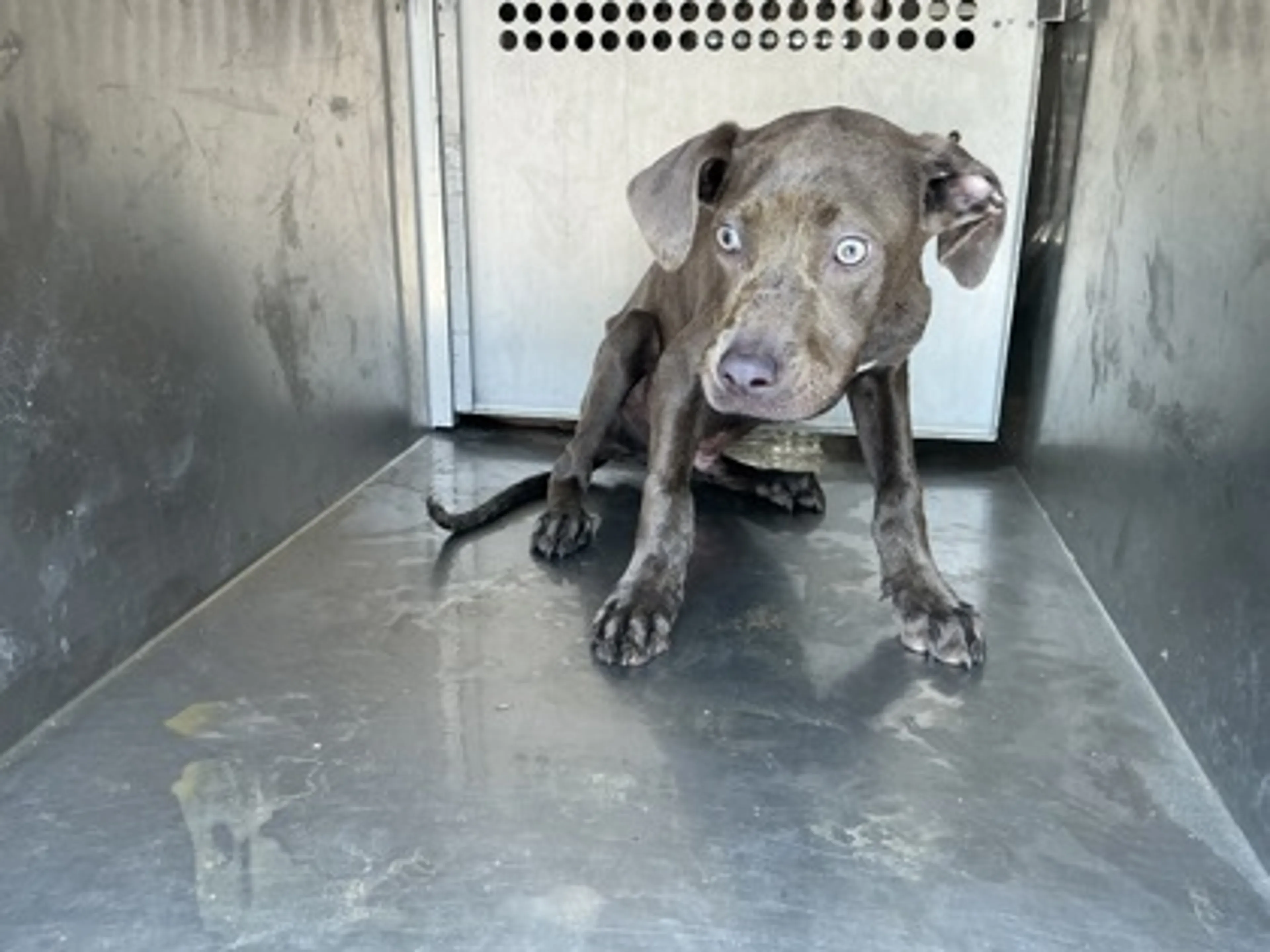 Found pet-1