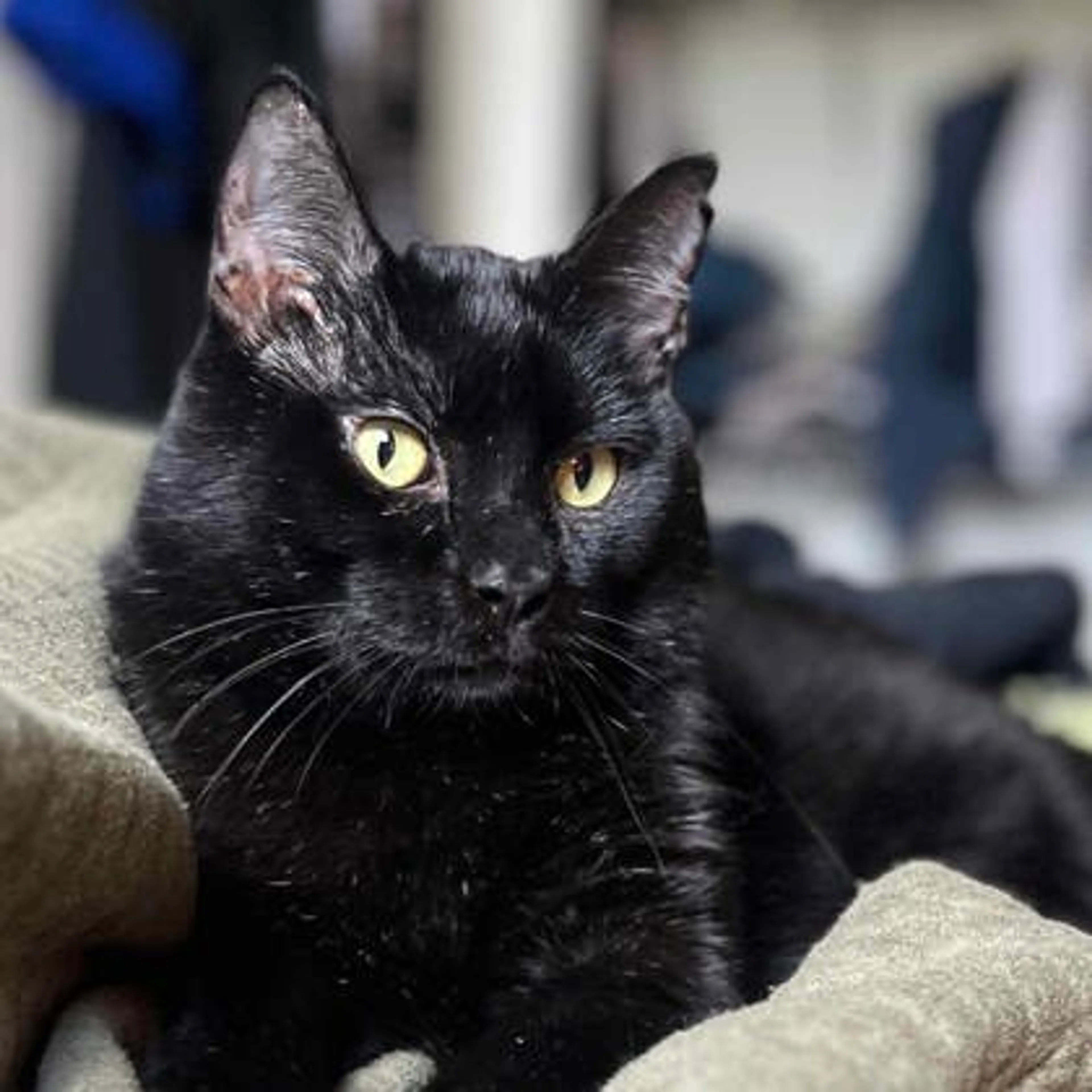 Found pet-2