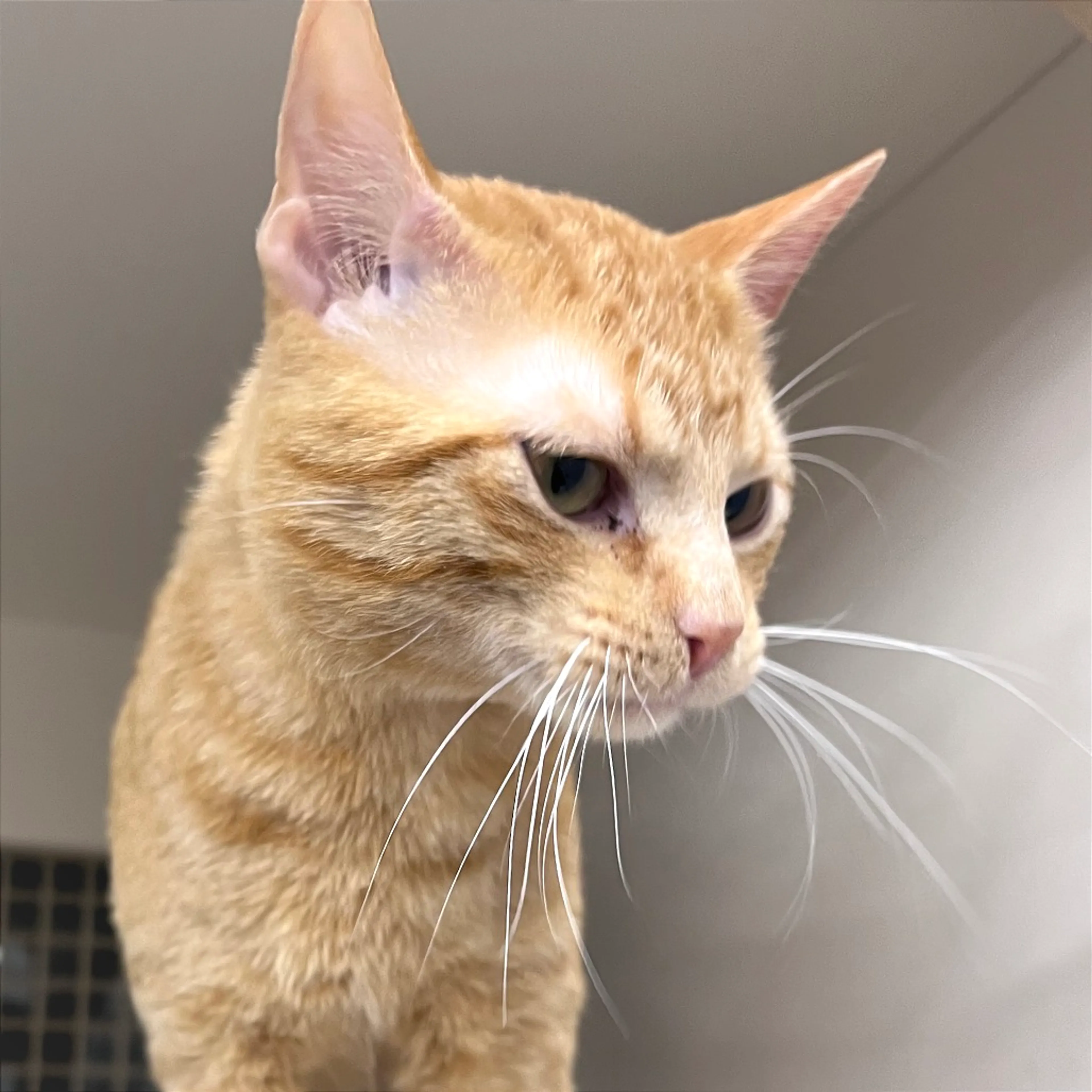 Found pet-3