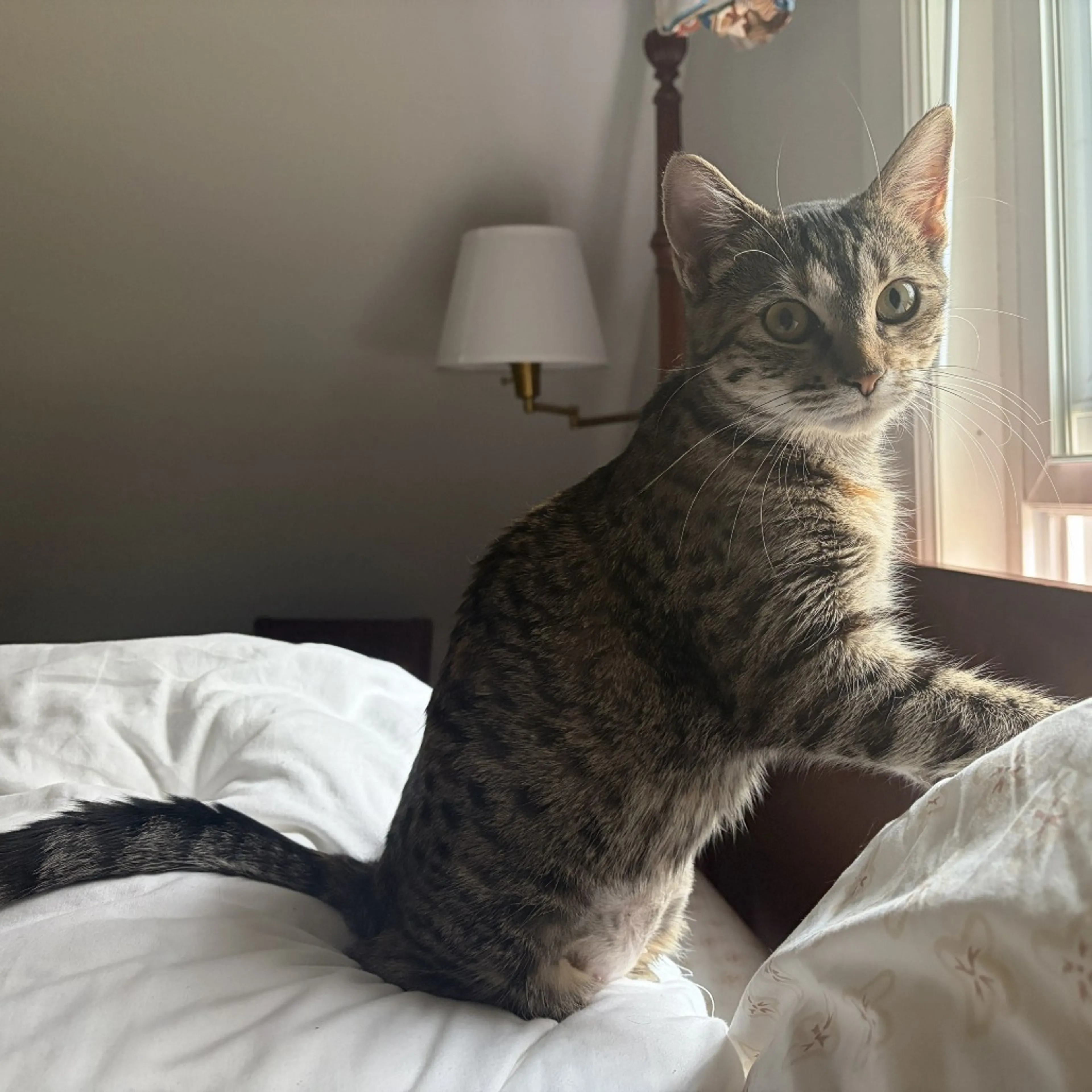 Found pet-3