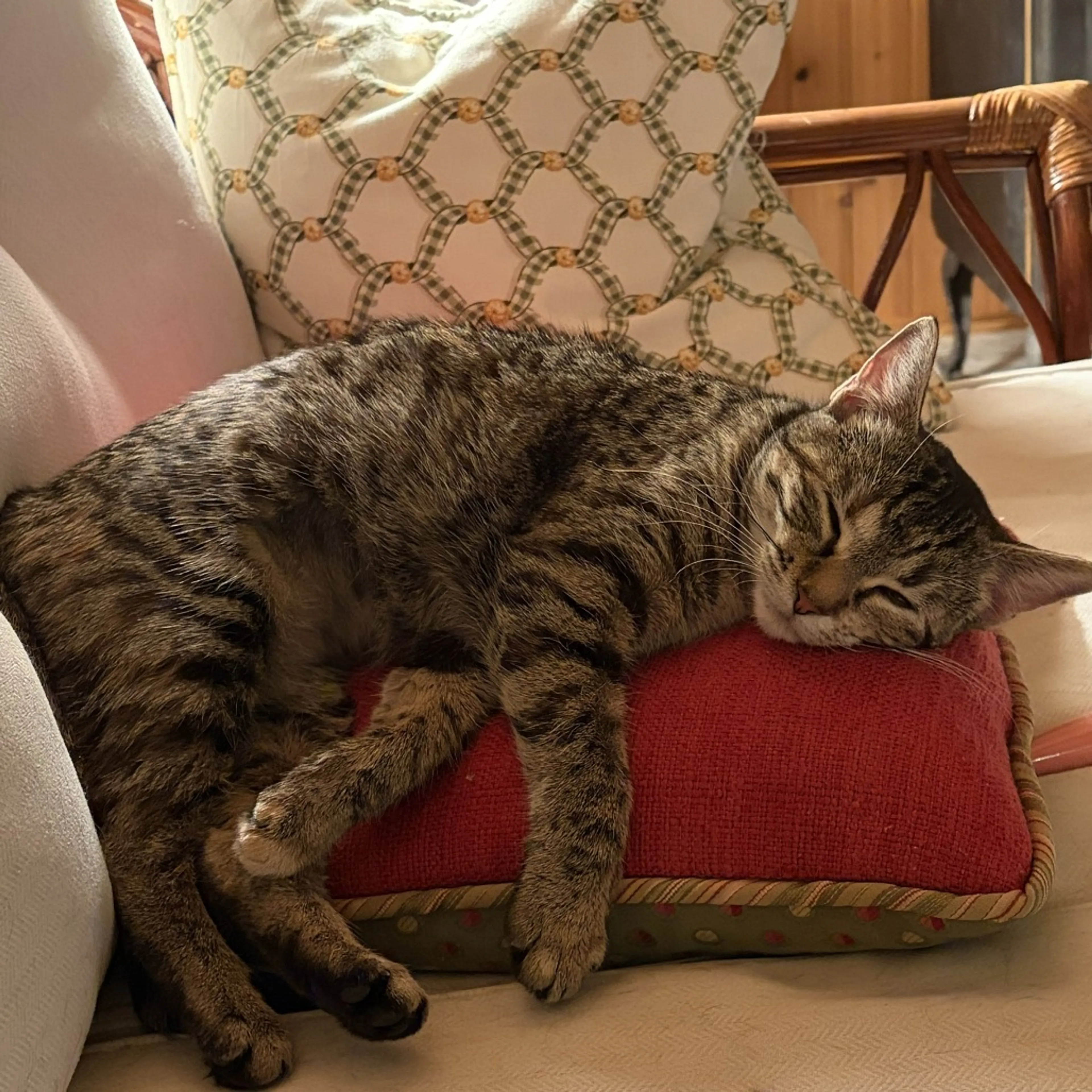 Found pet-2
