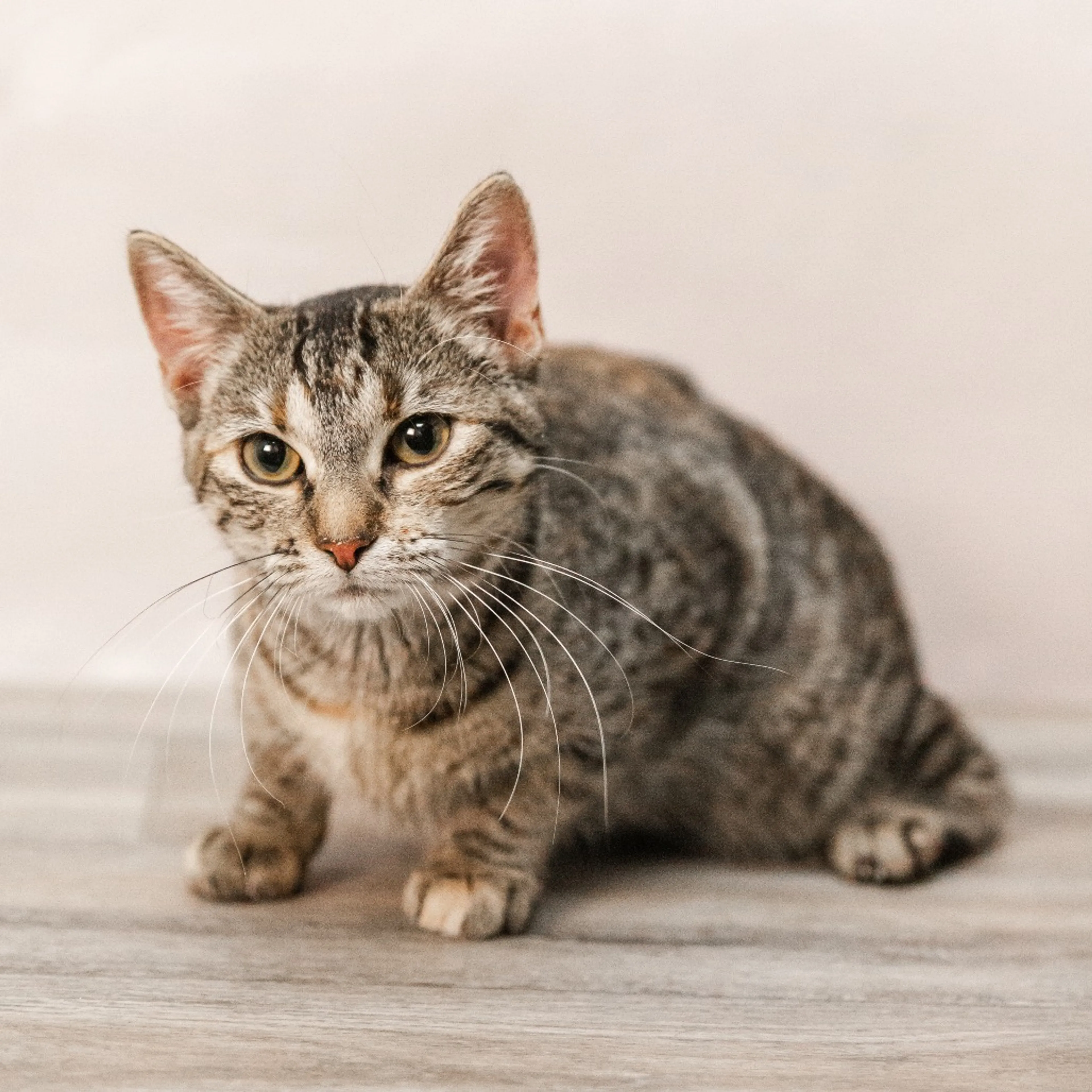 Found pet-4