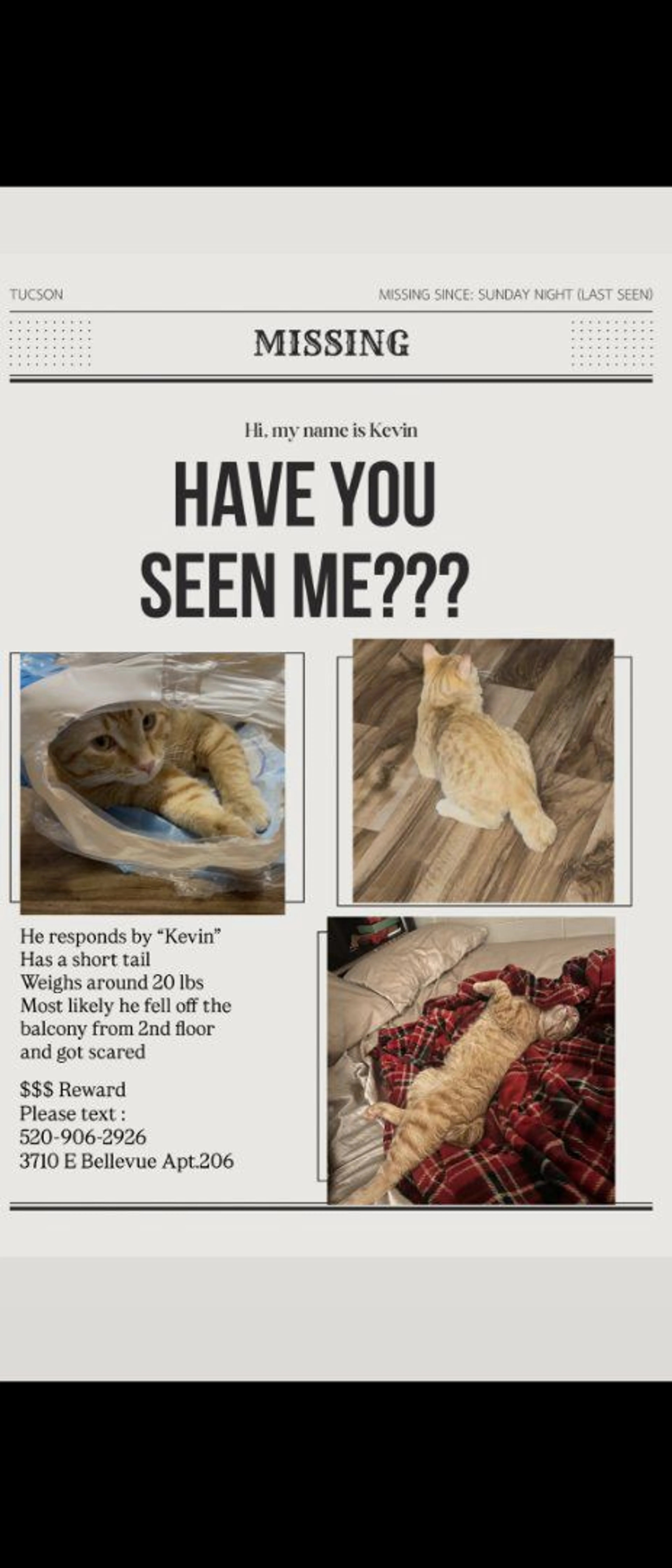 Lost pet