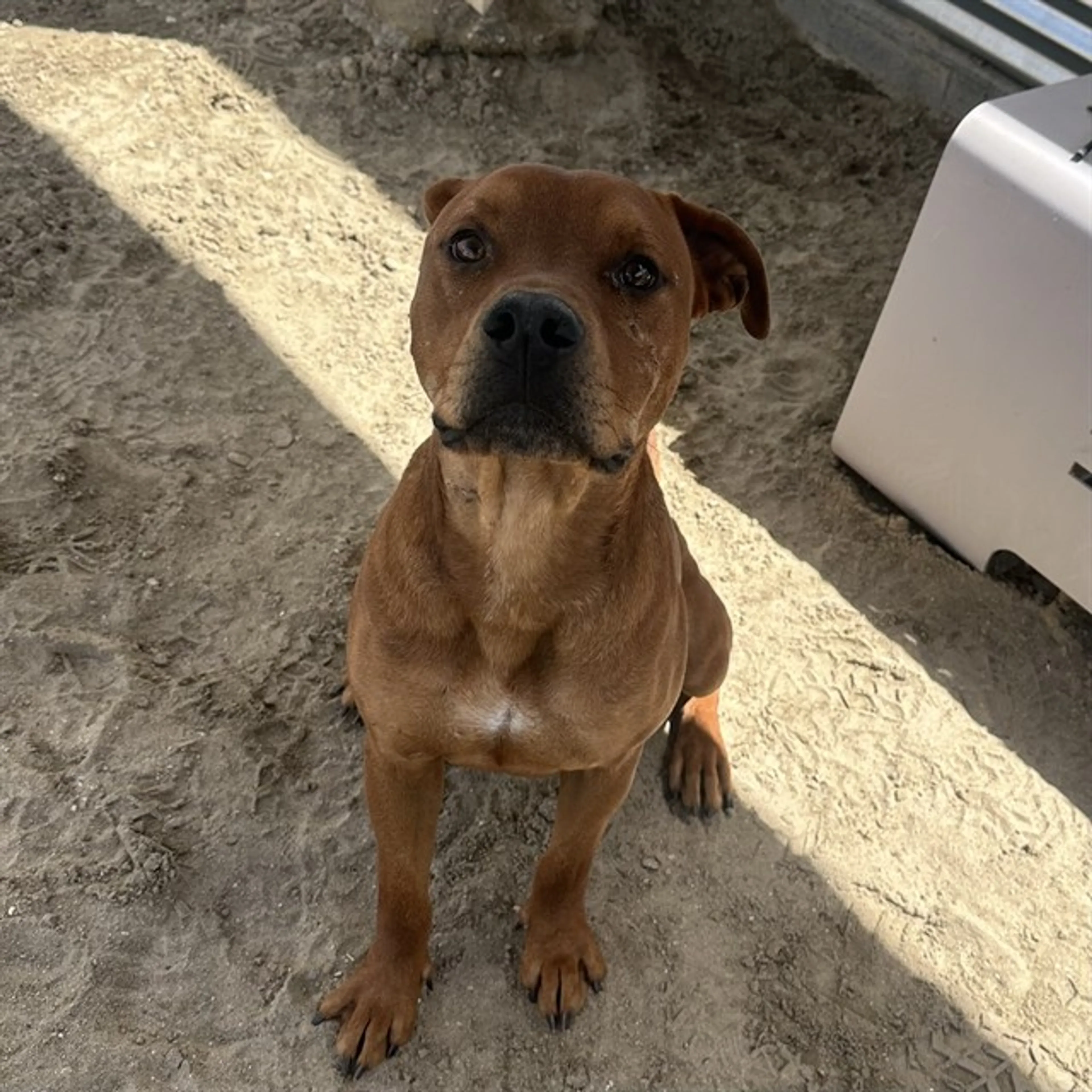 Found pet