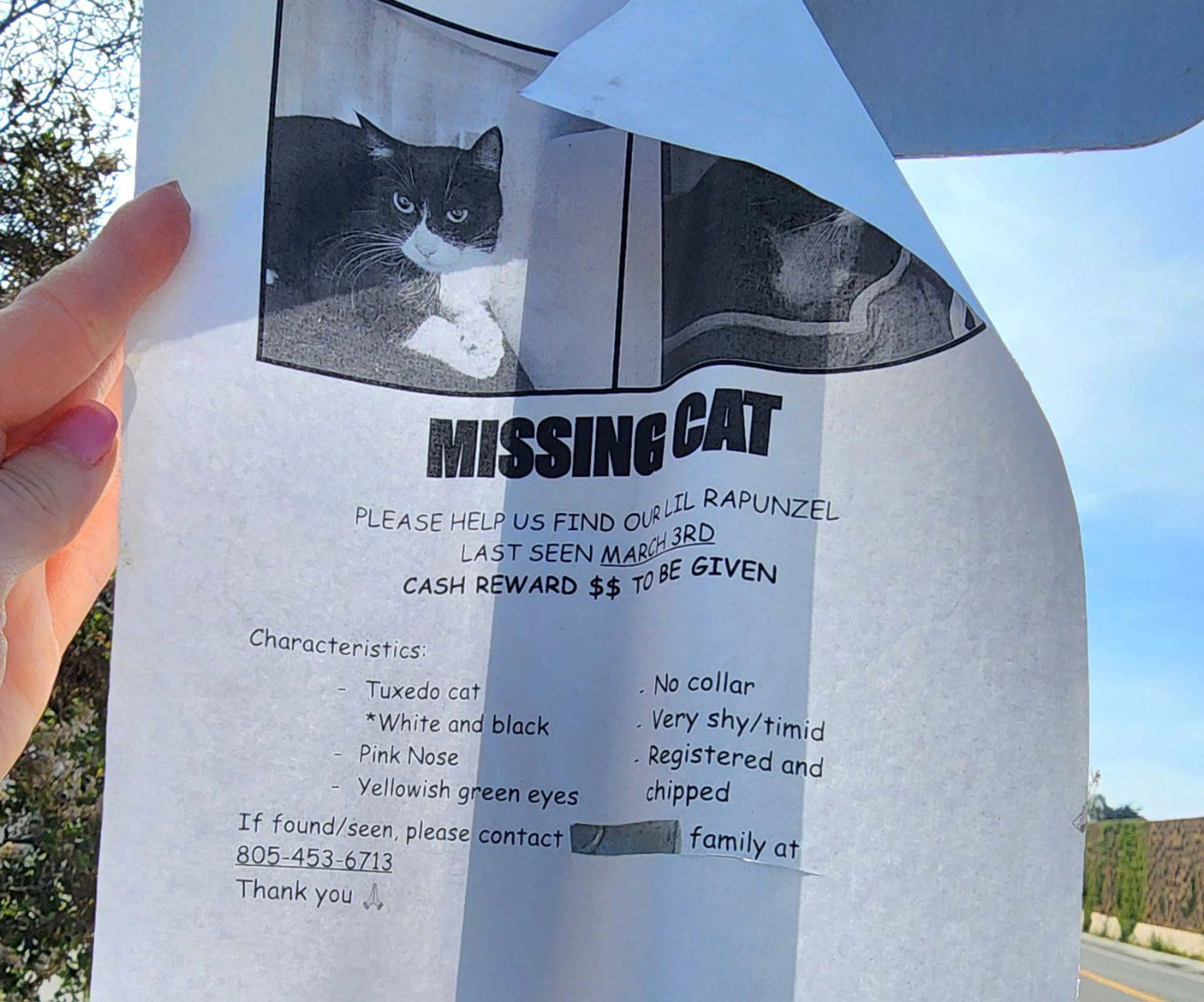 Lost pet