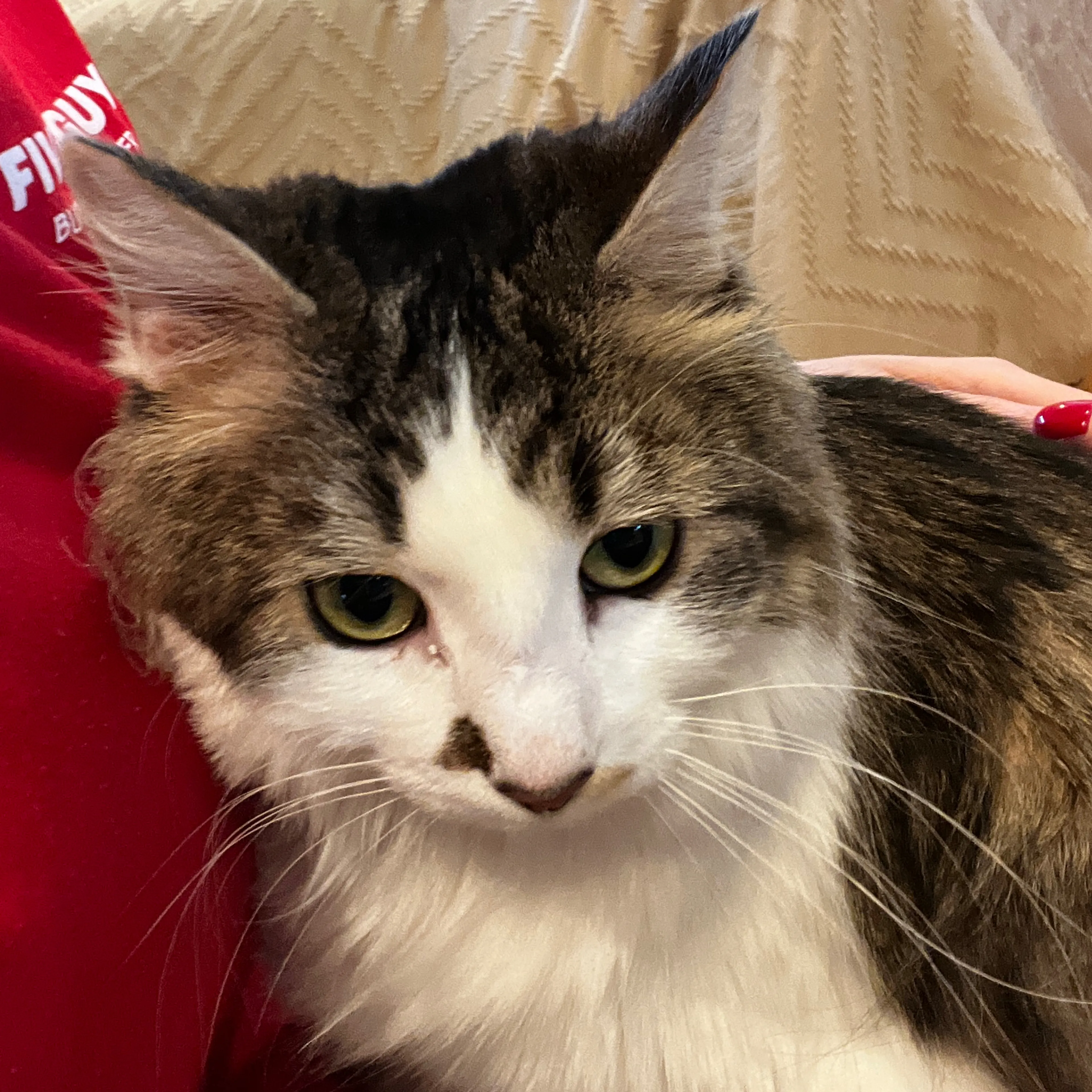 Lost pet-2