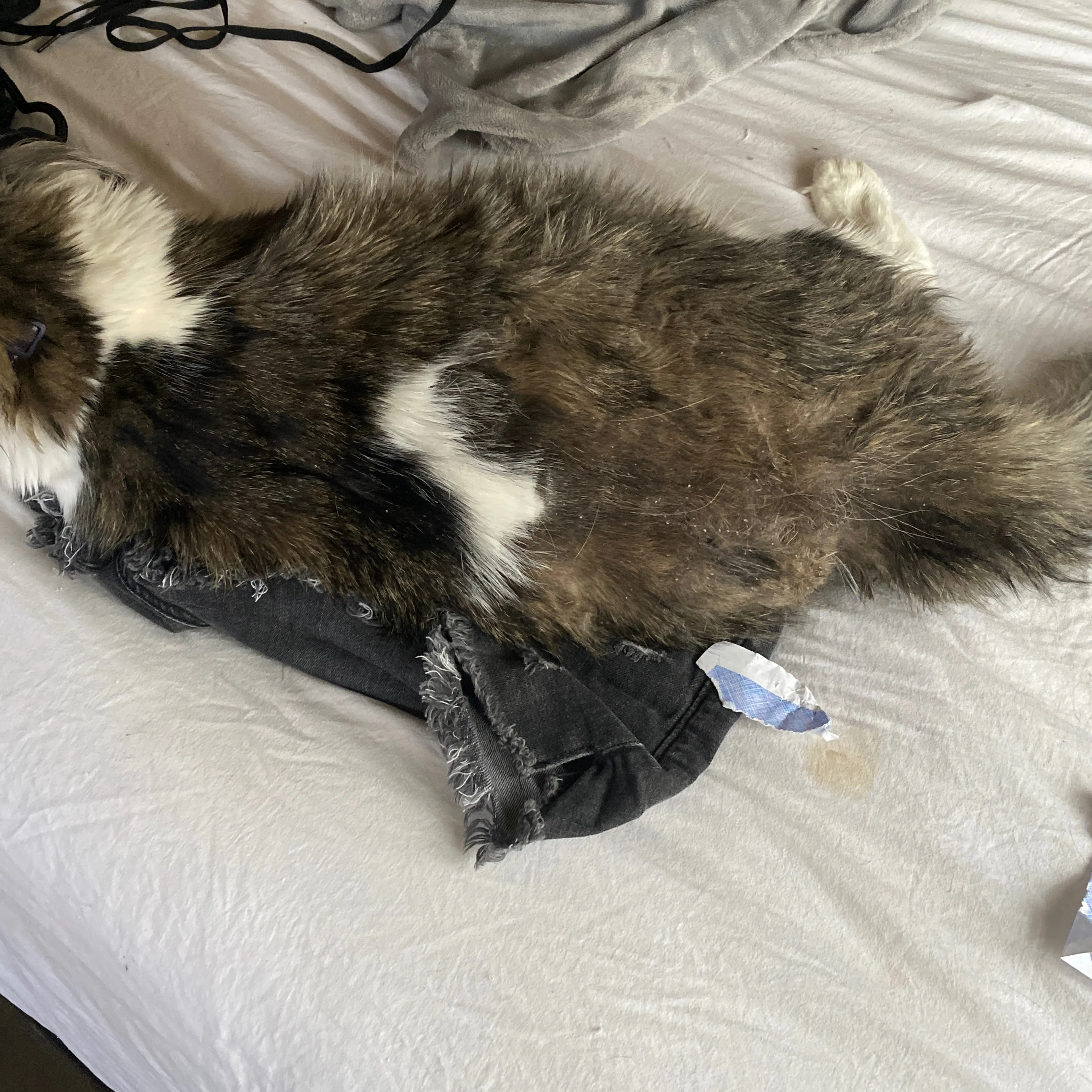 Lost pet-1