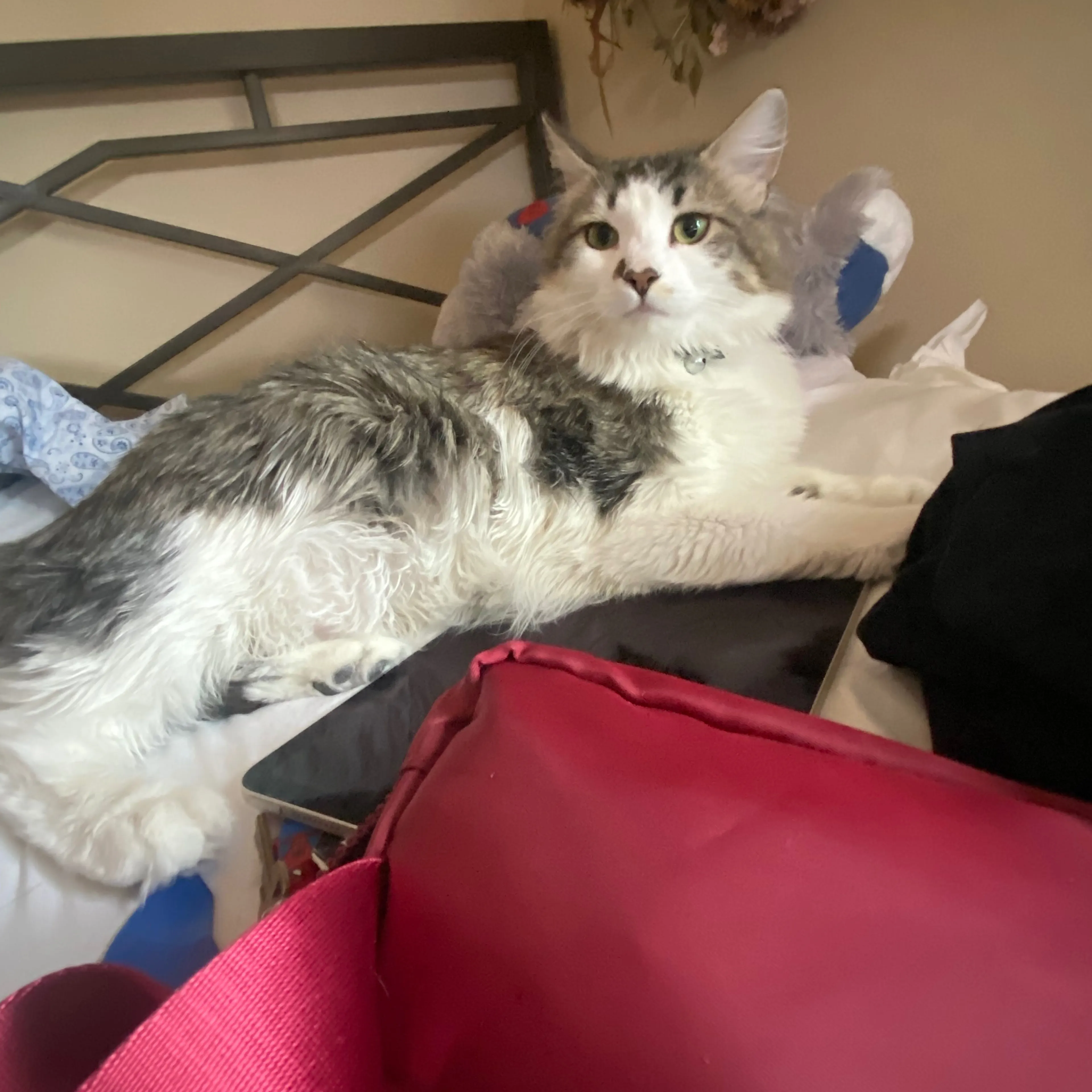 Lost pet-3