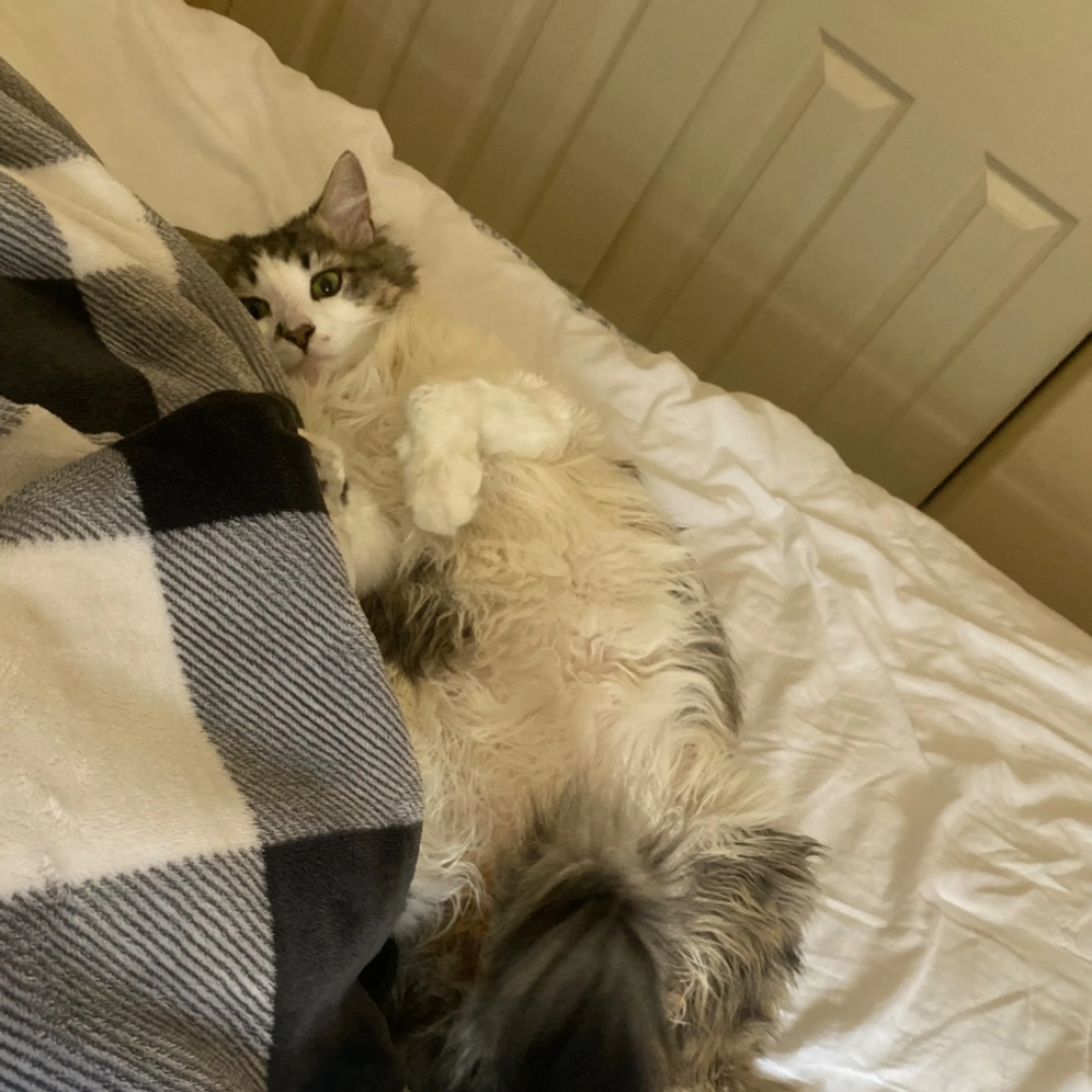Lost pet-0