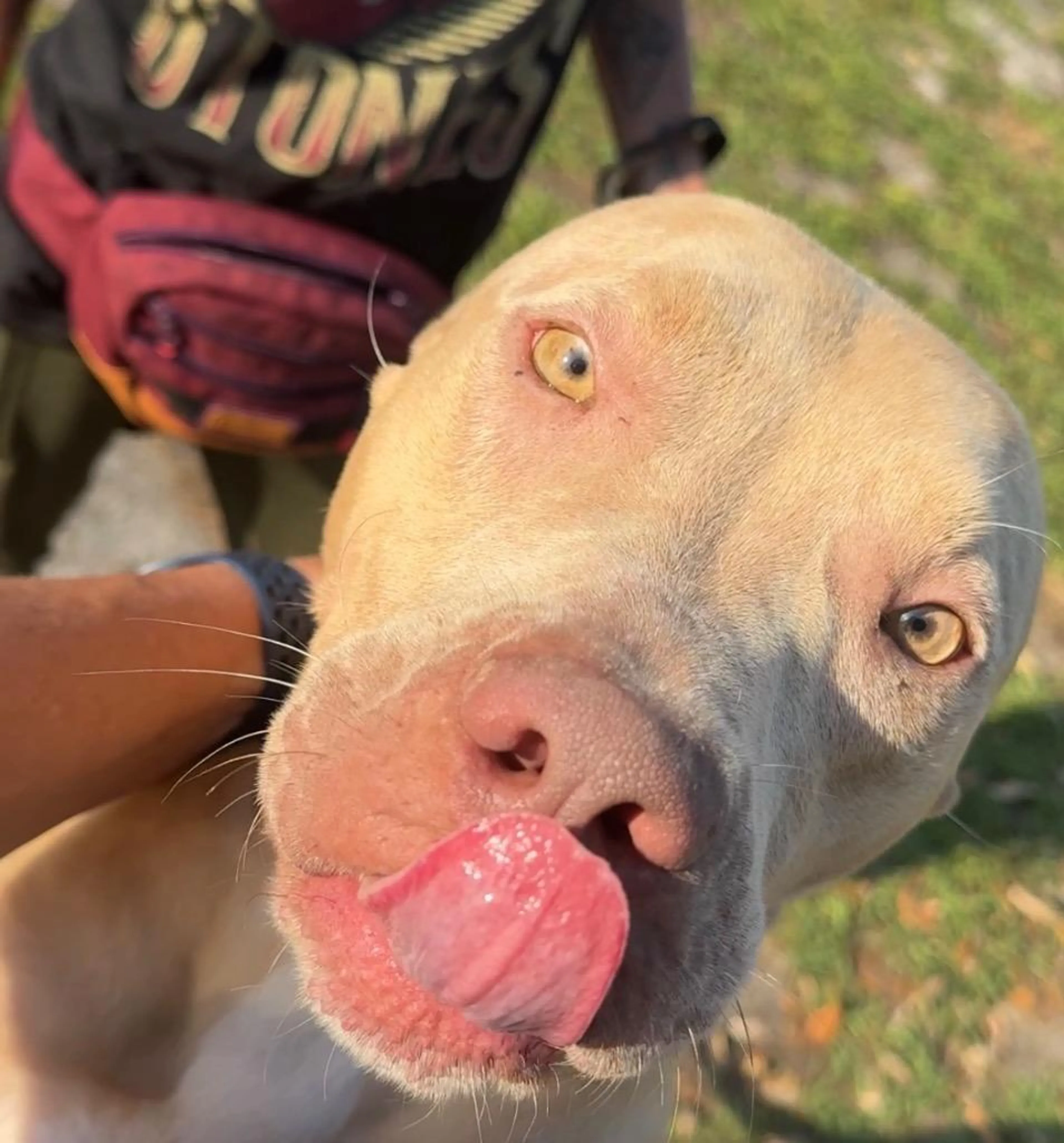 Found pet-4
