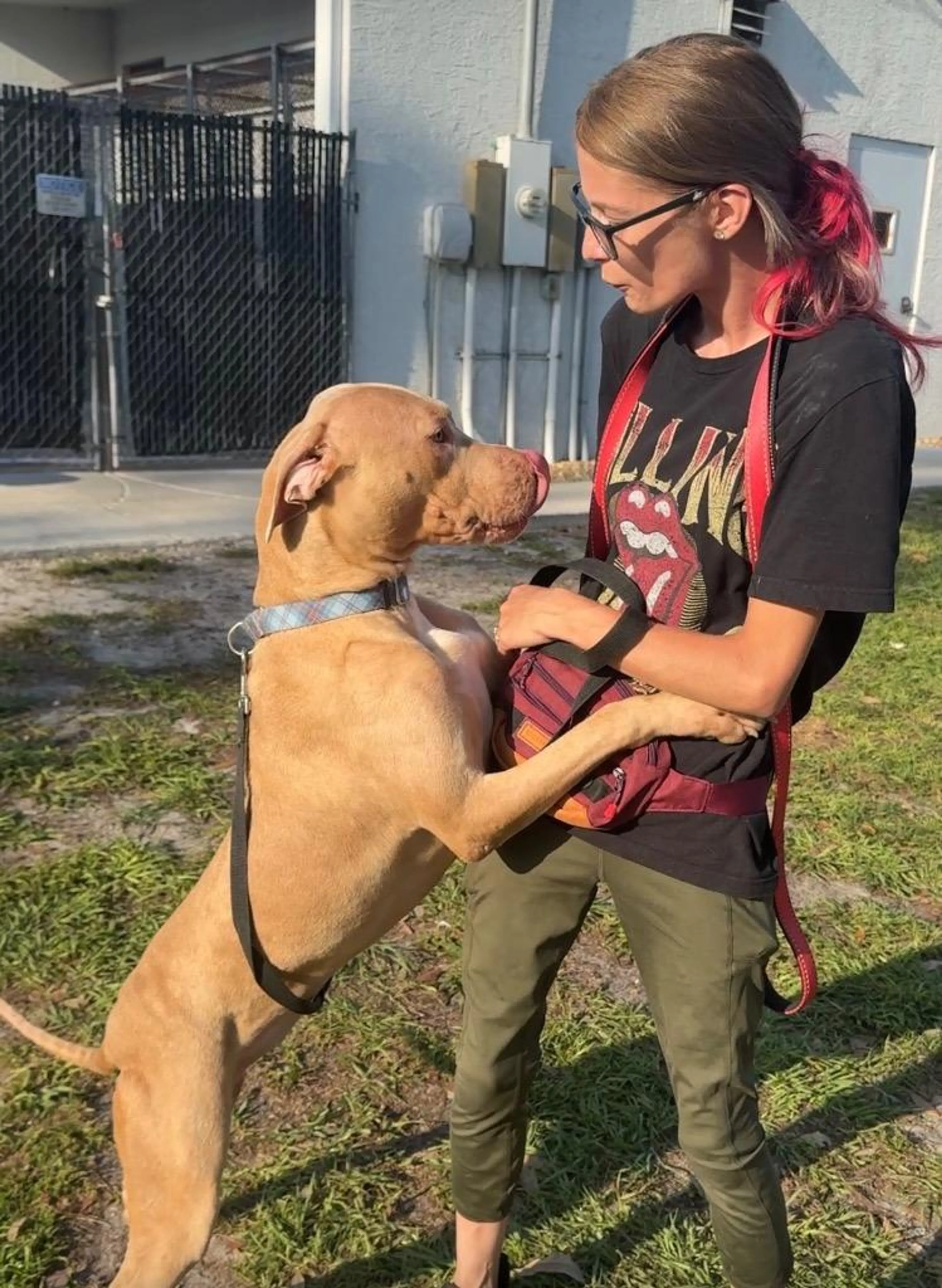 Found pet-1