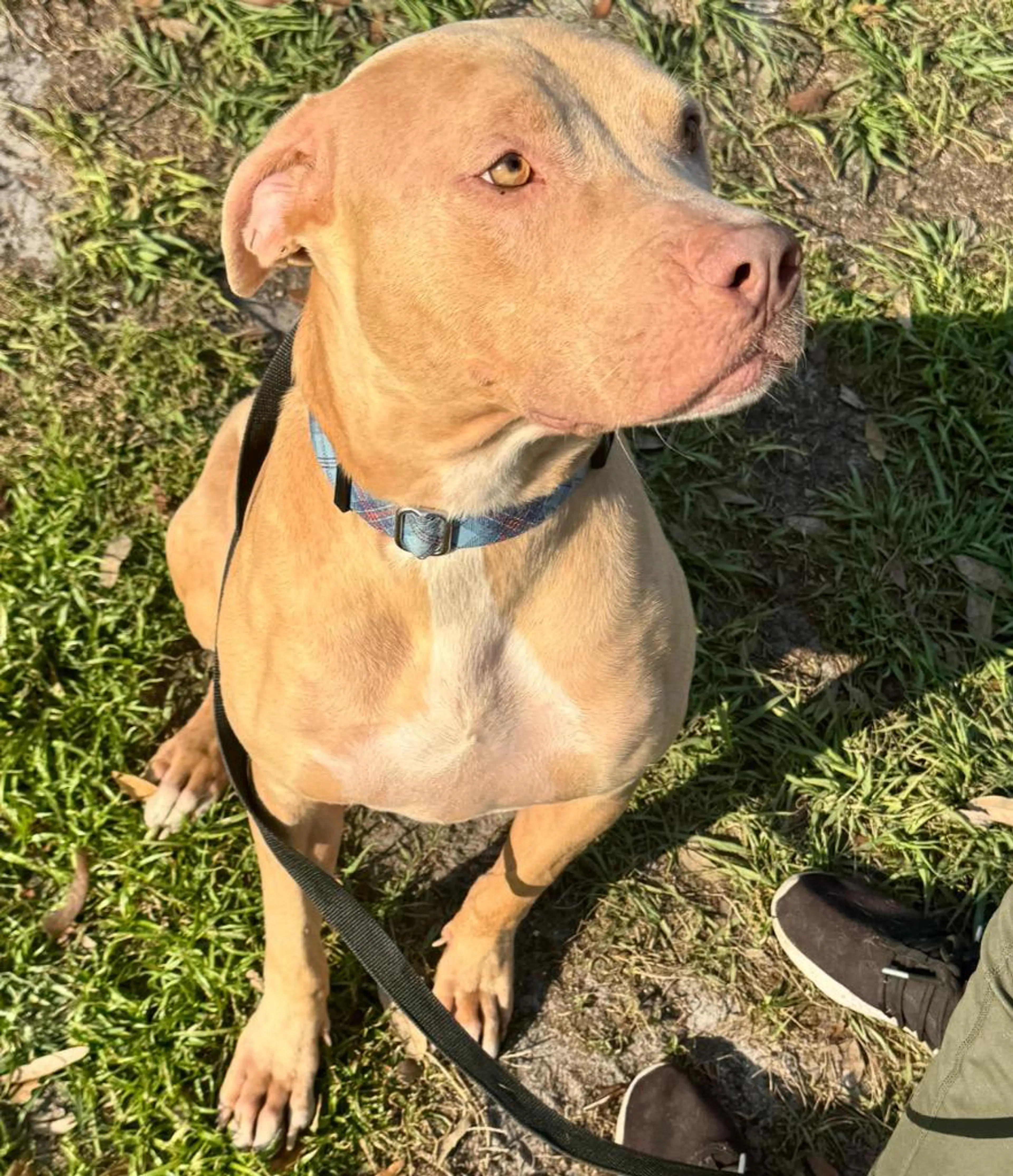 Found pet-2