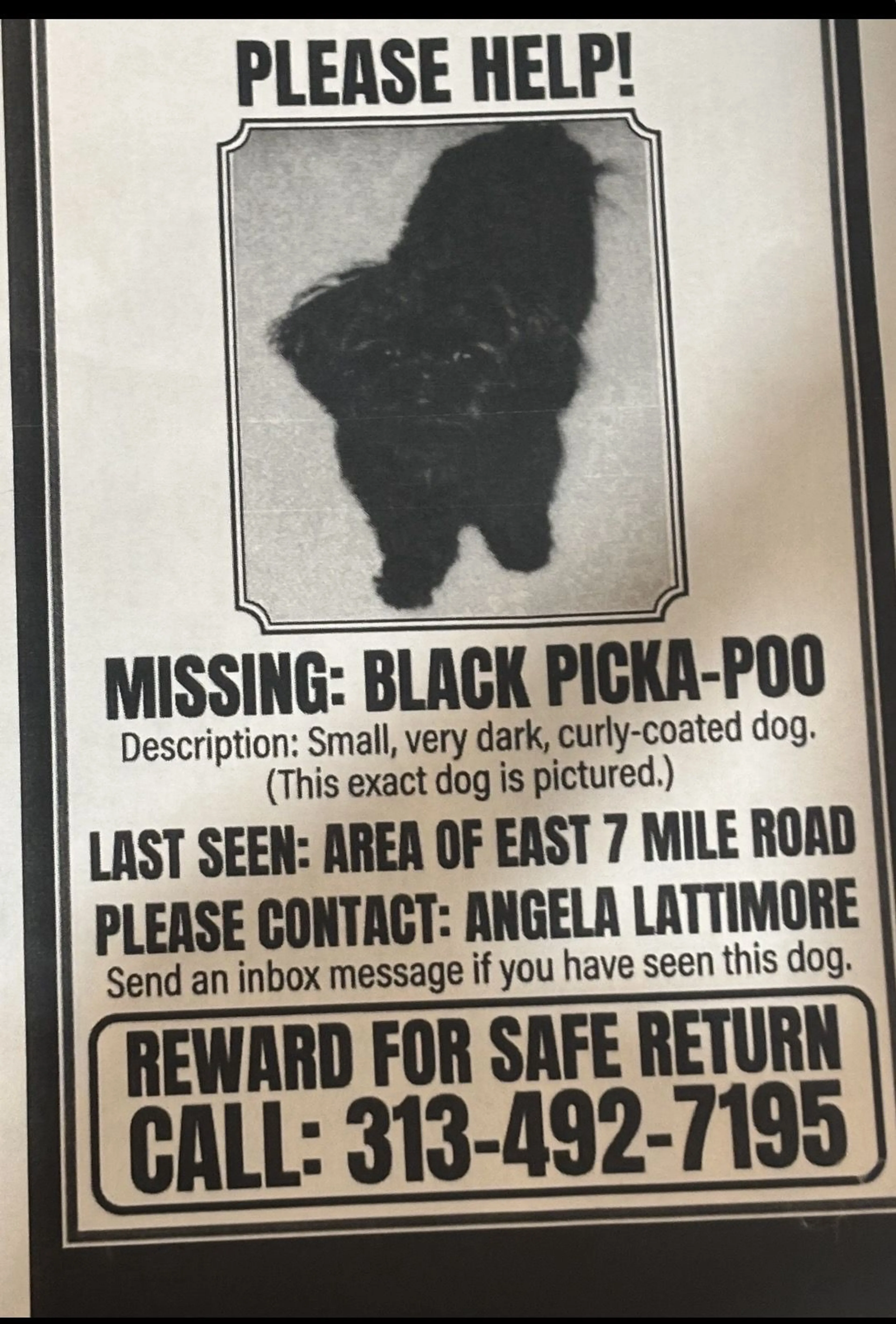 Lost pet