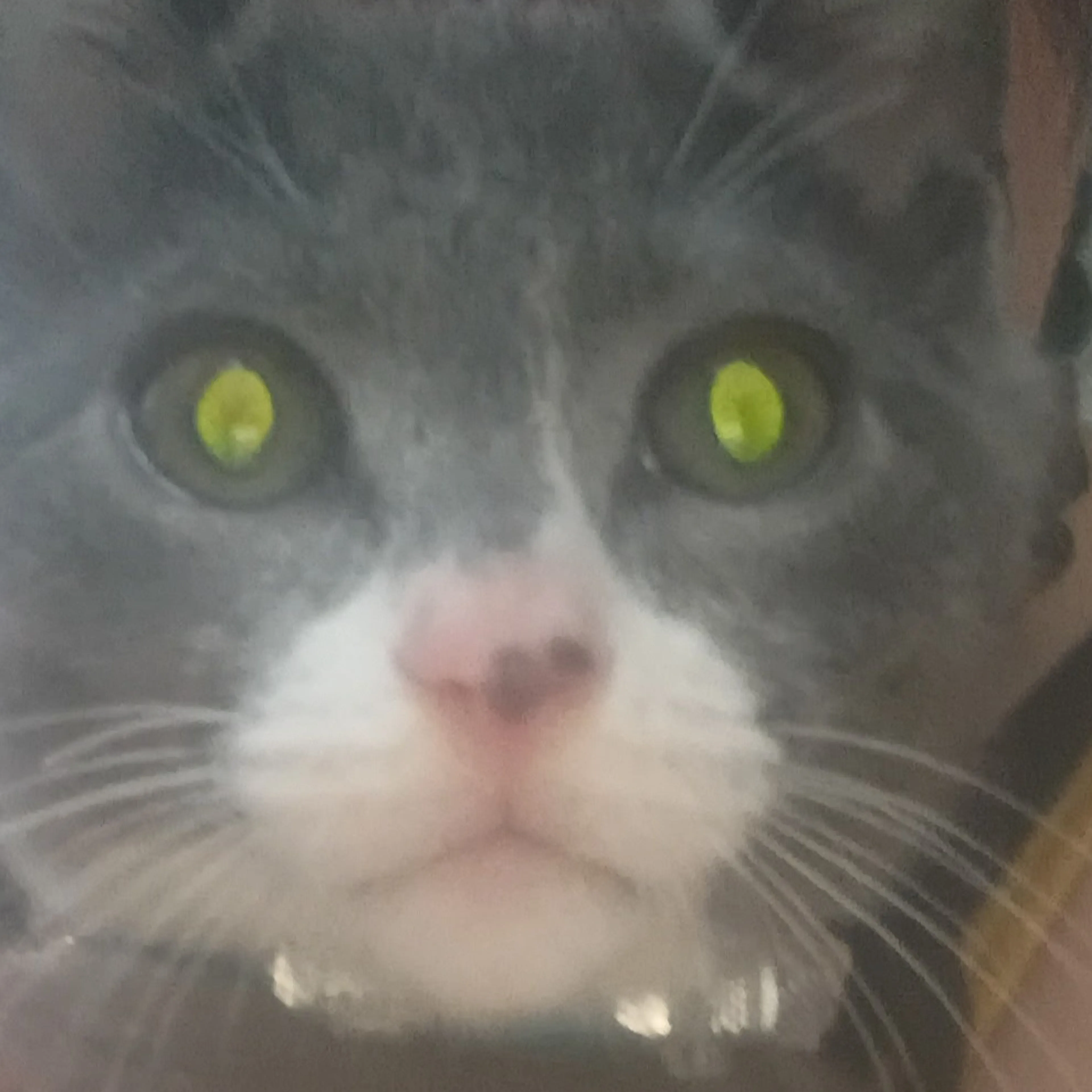 Lost pet-1