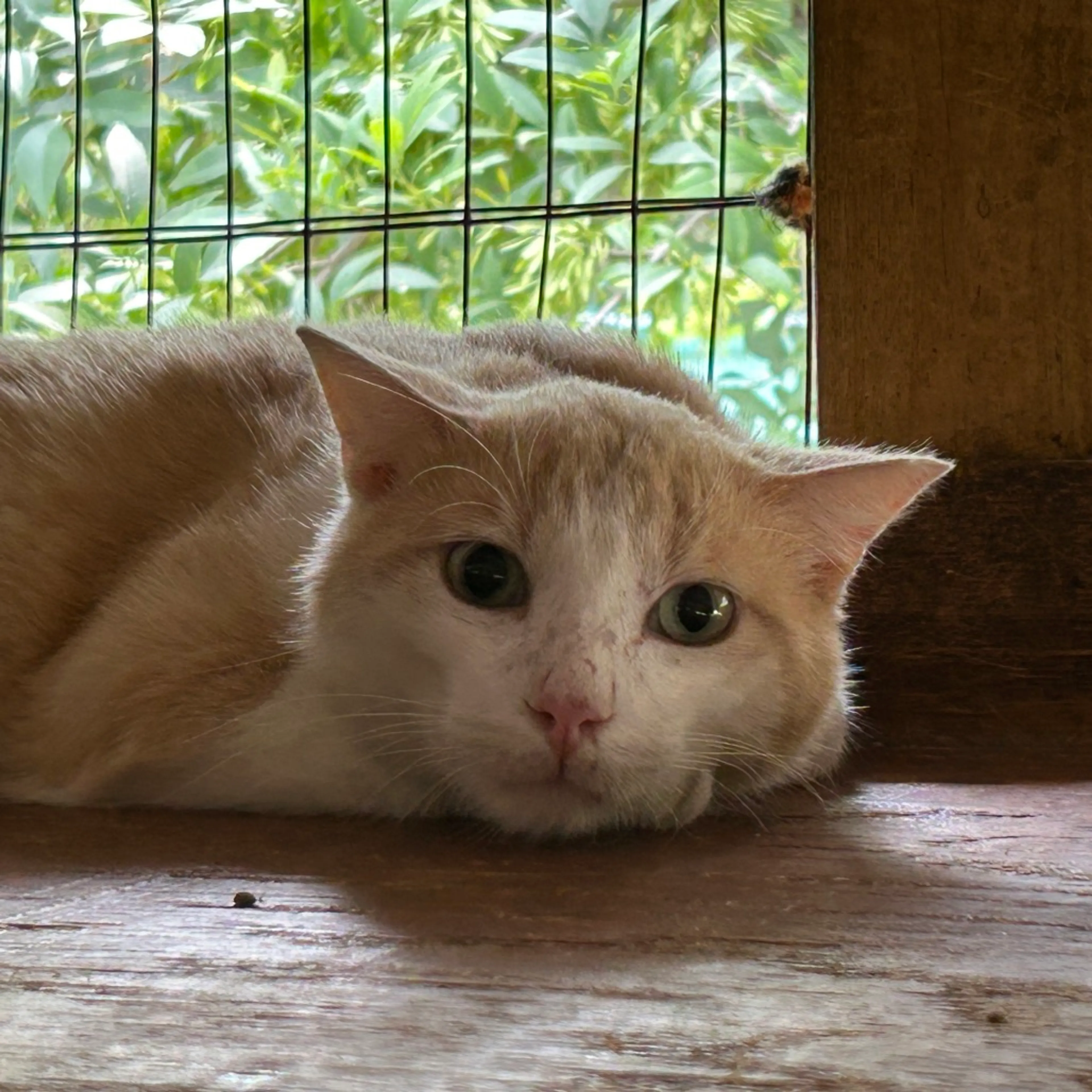 Found pet