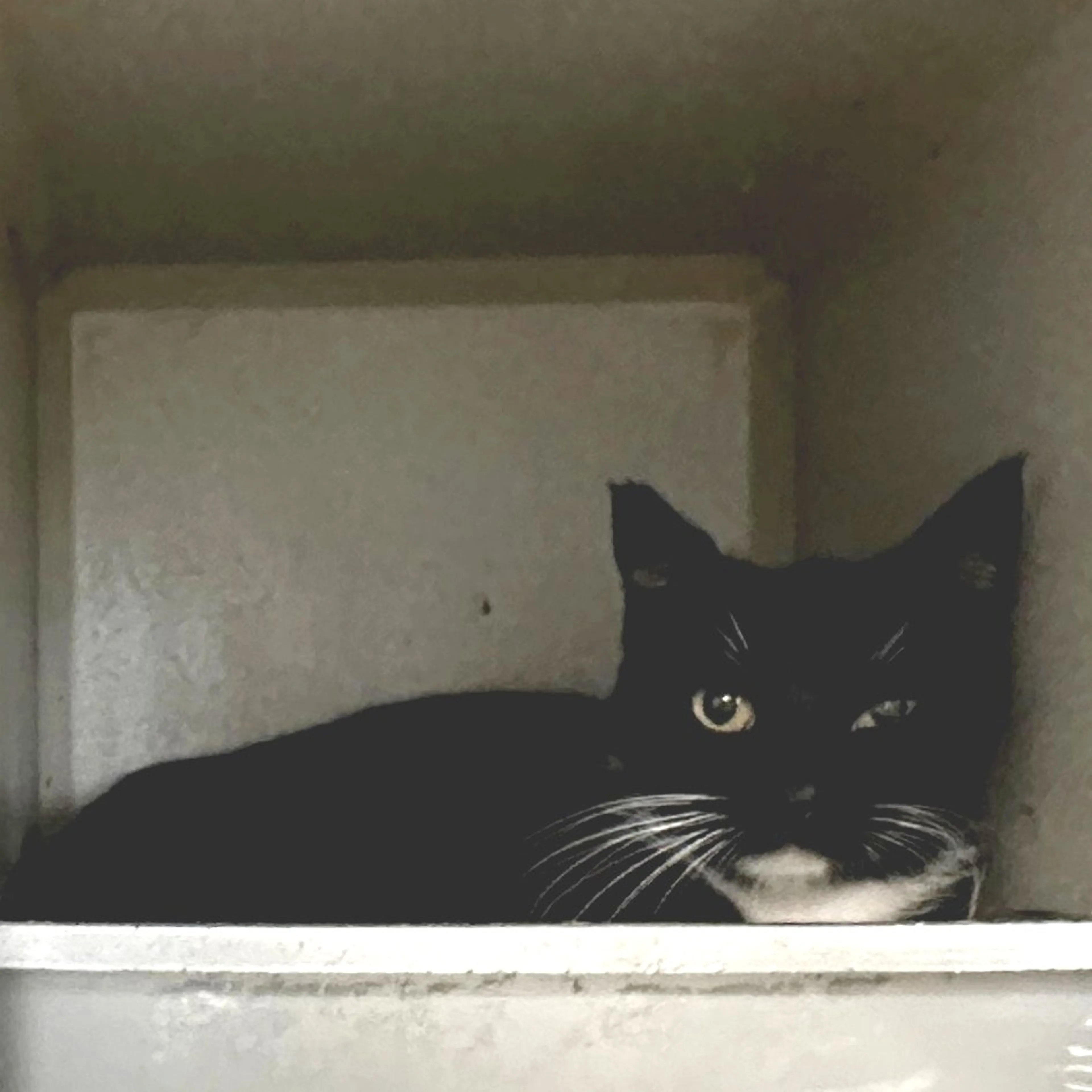 Found pet-1