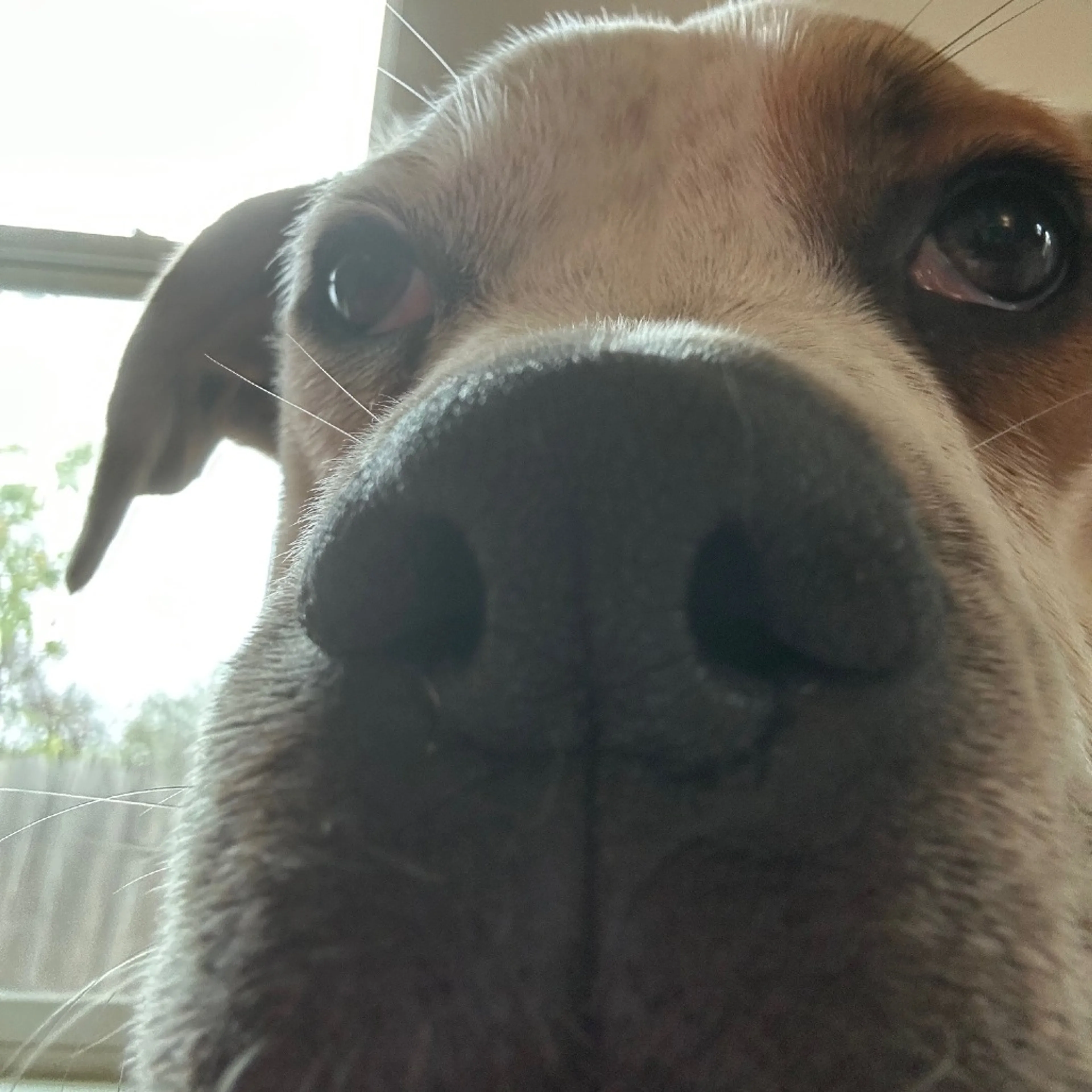 Found pet-2