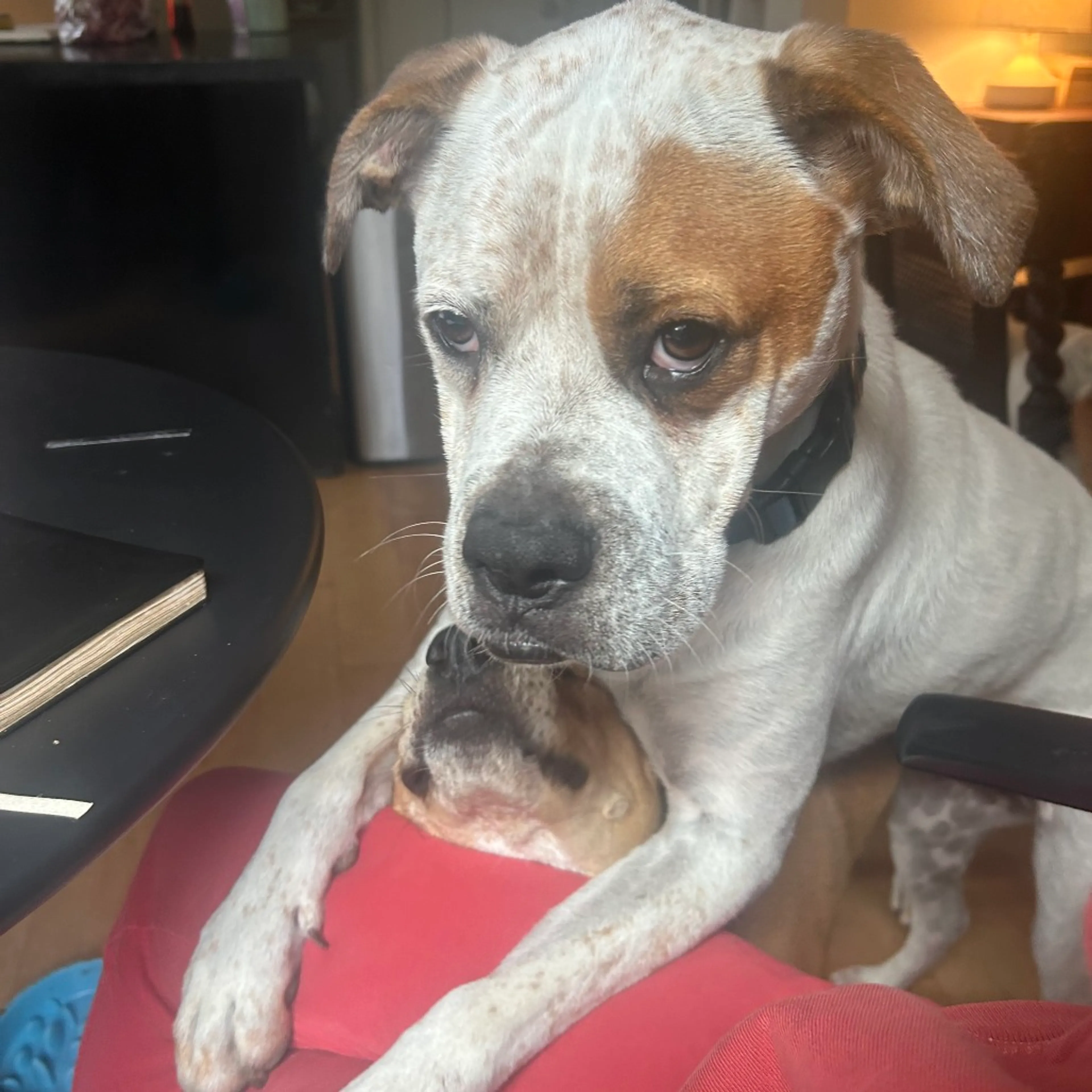 Found pet-3