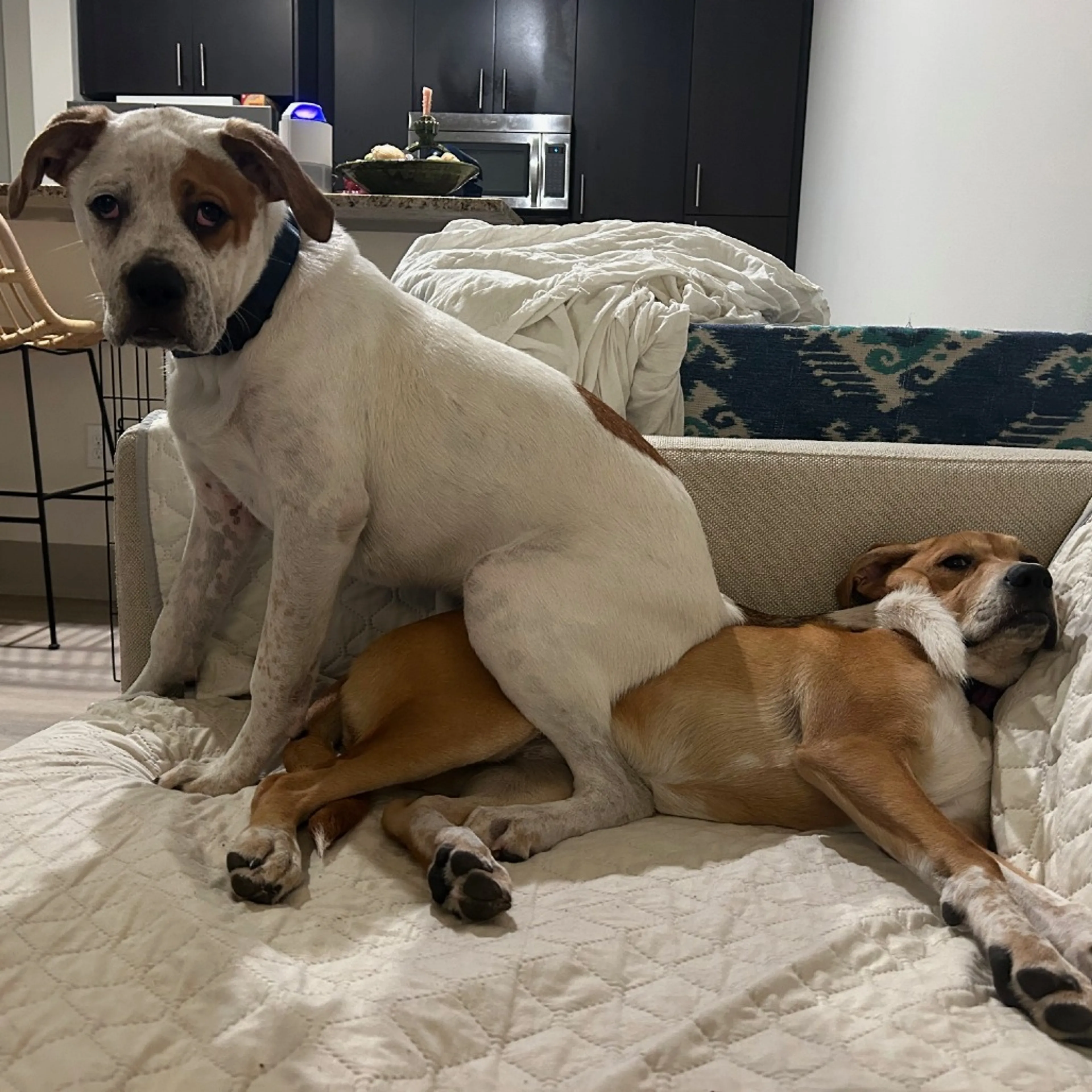 Found pet-1
