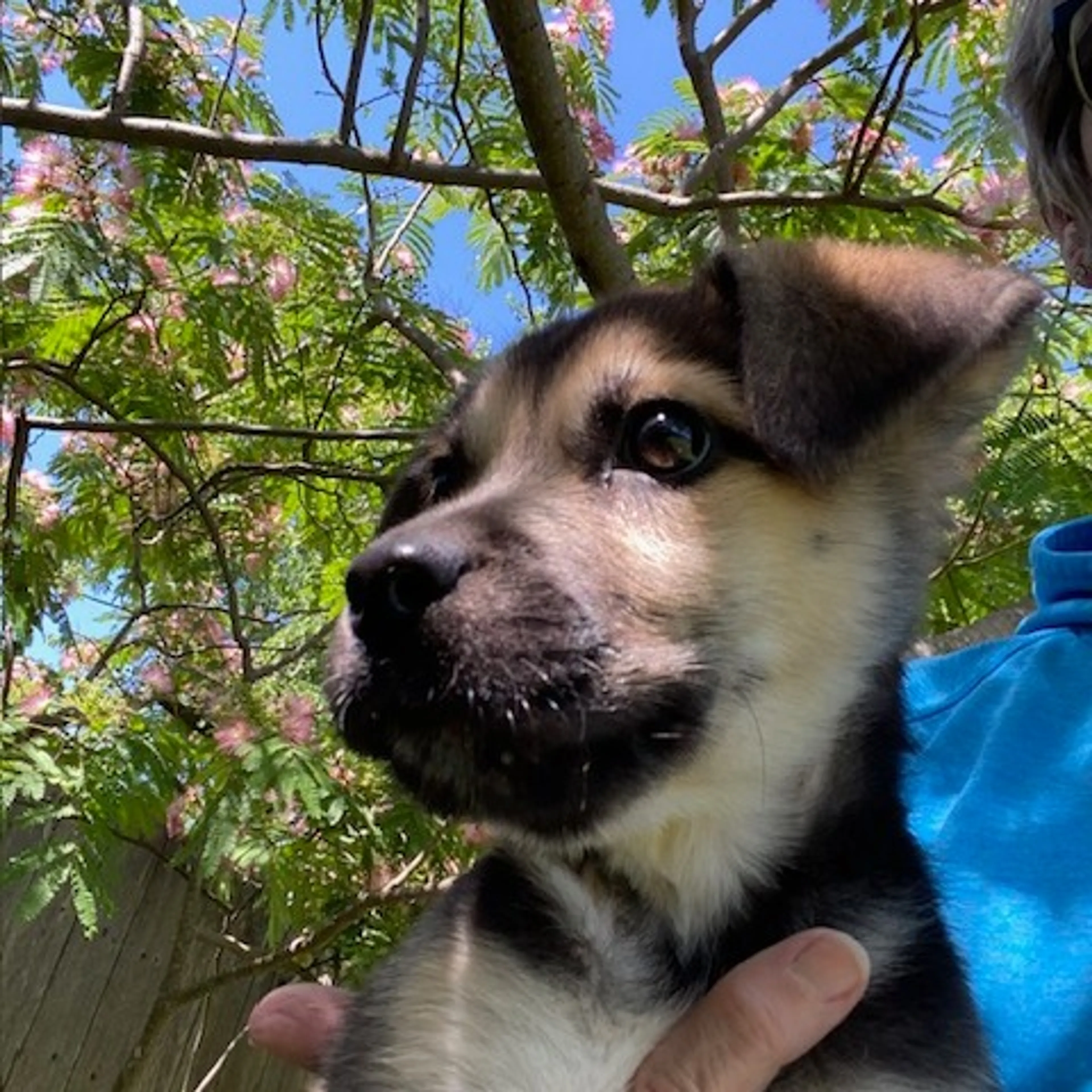 Found pet-6