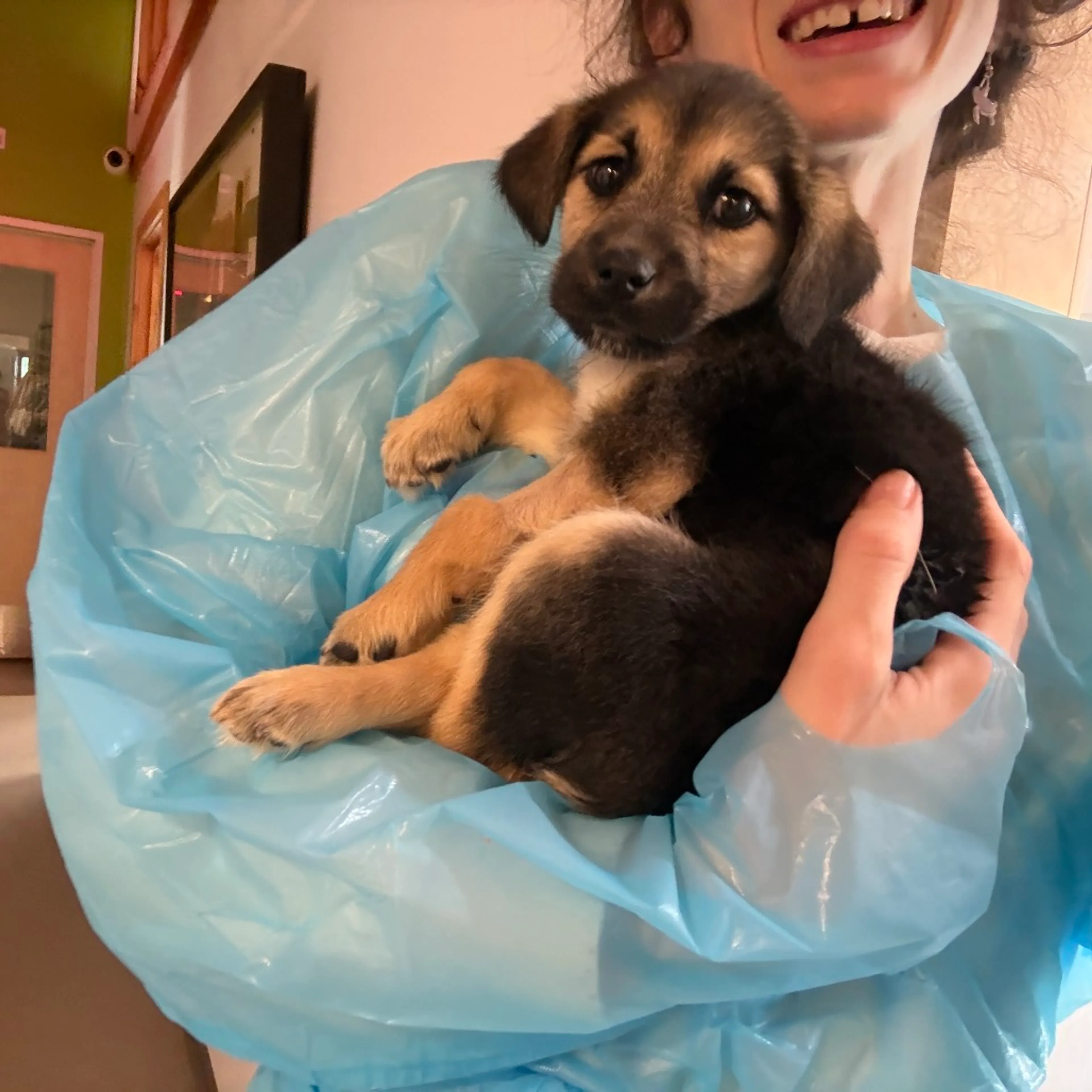 Found pet-3