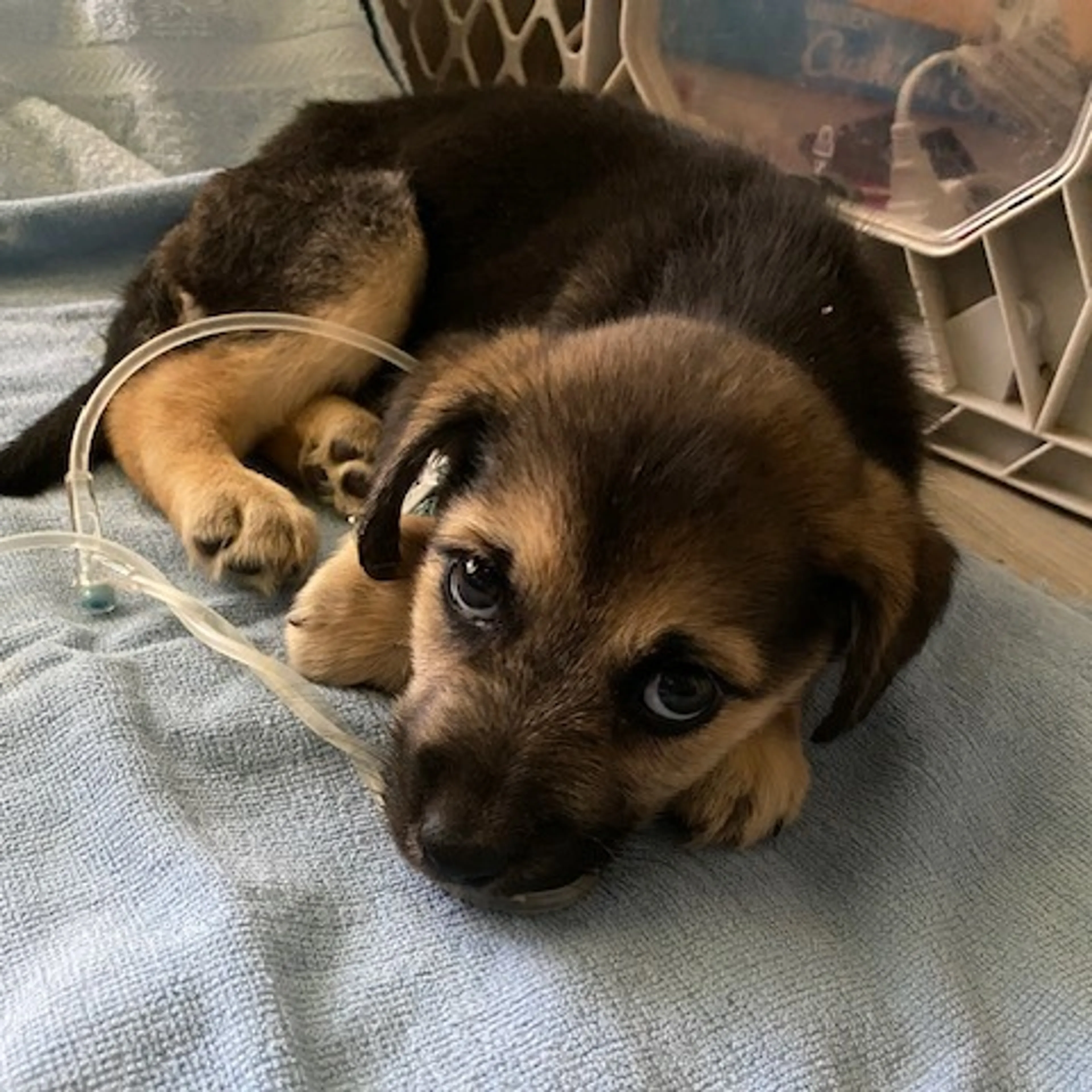 Found pet-4