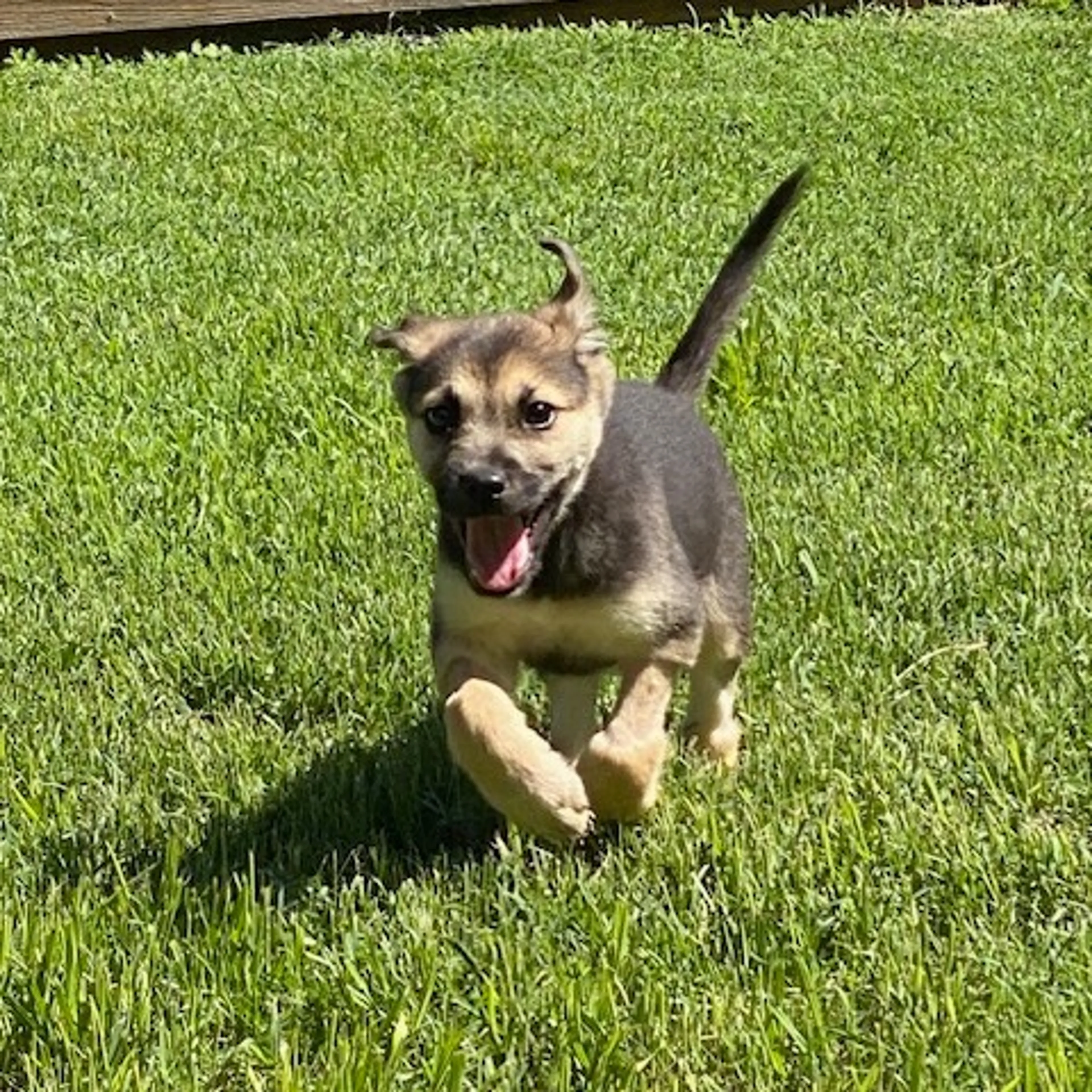 Found pet-5