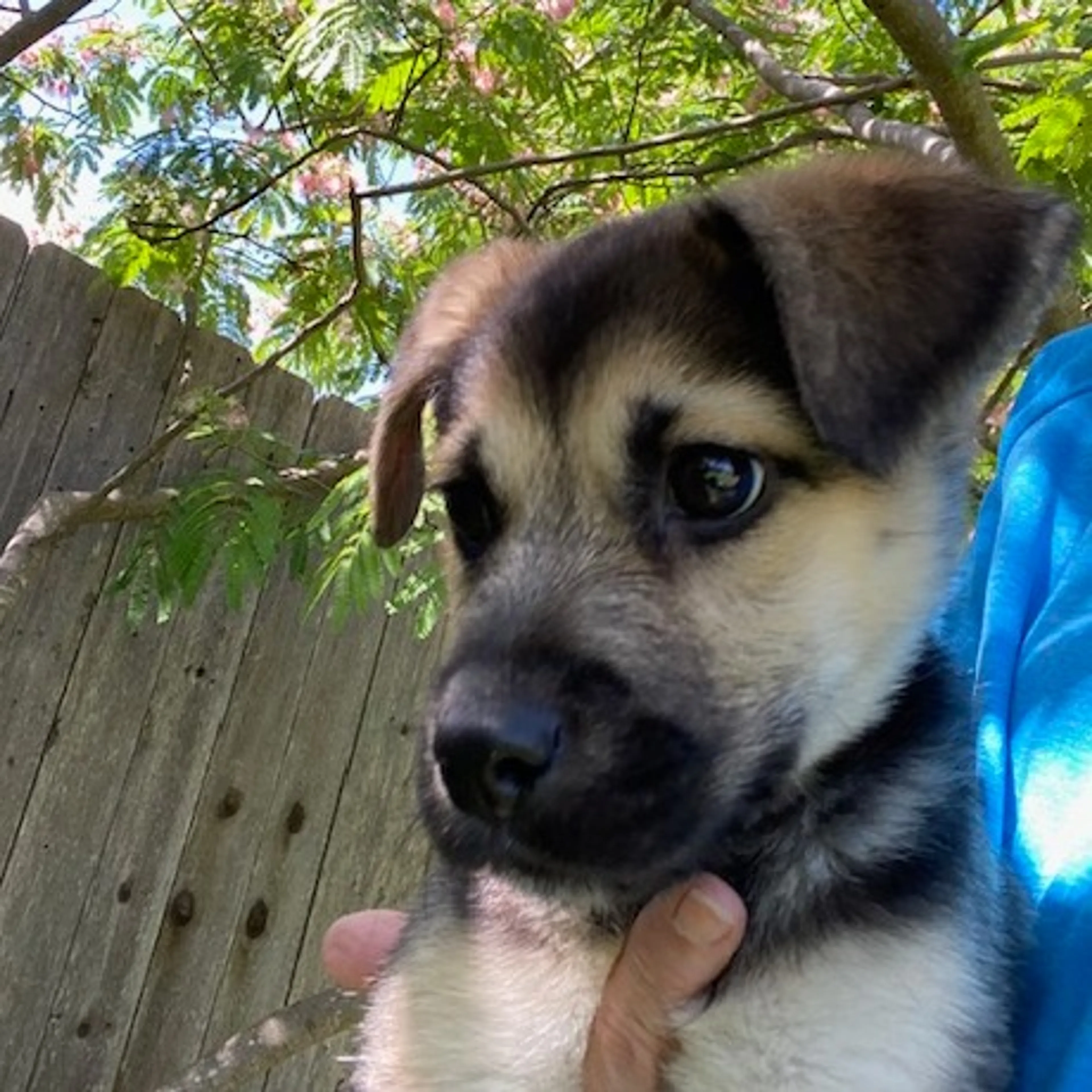 Found pet-0
