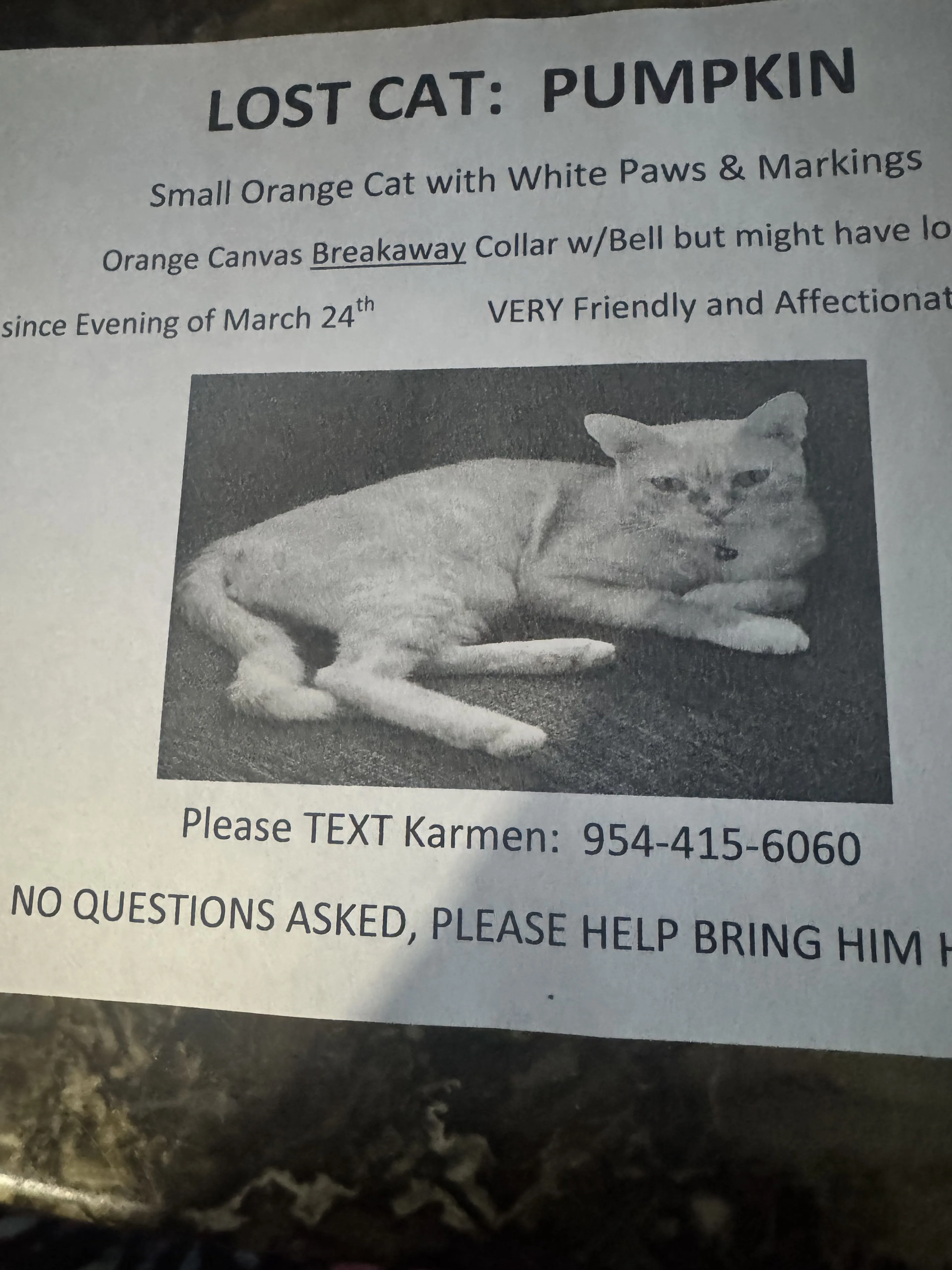 Lost pet