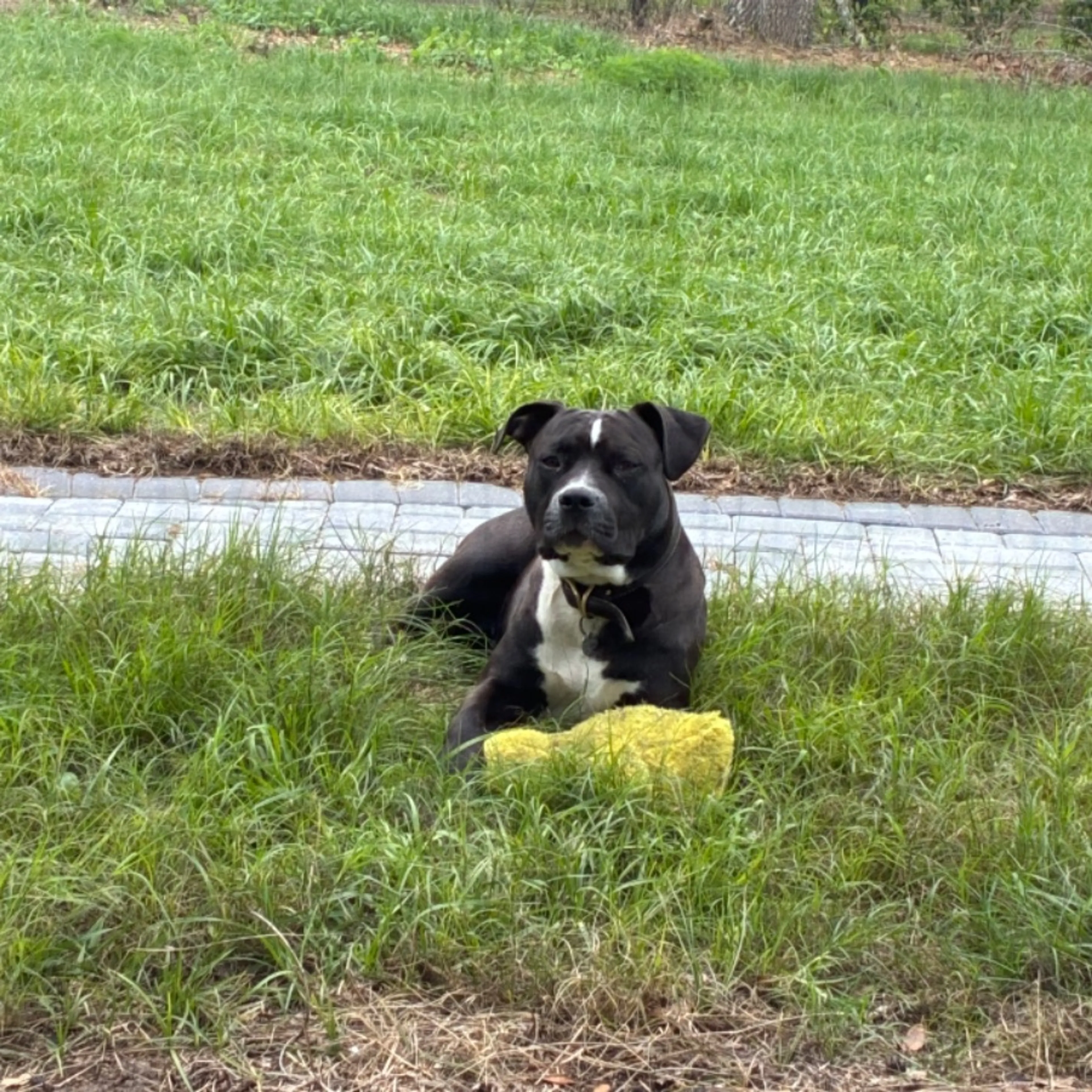 Lost pet