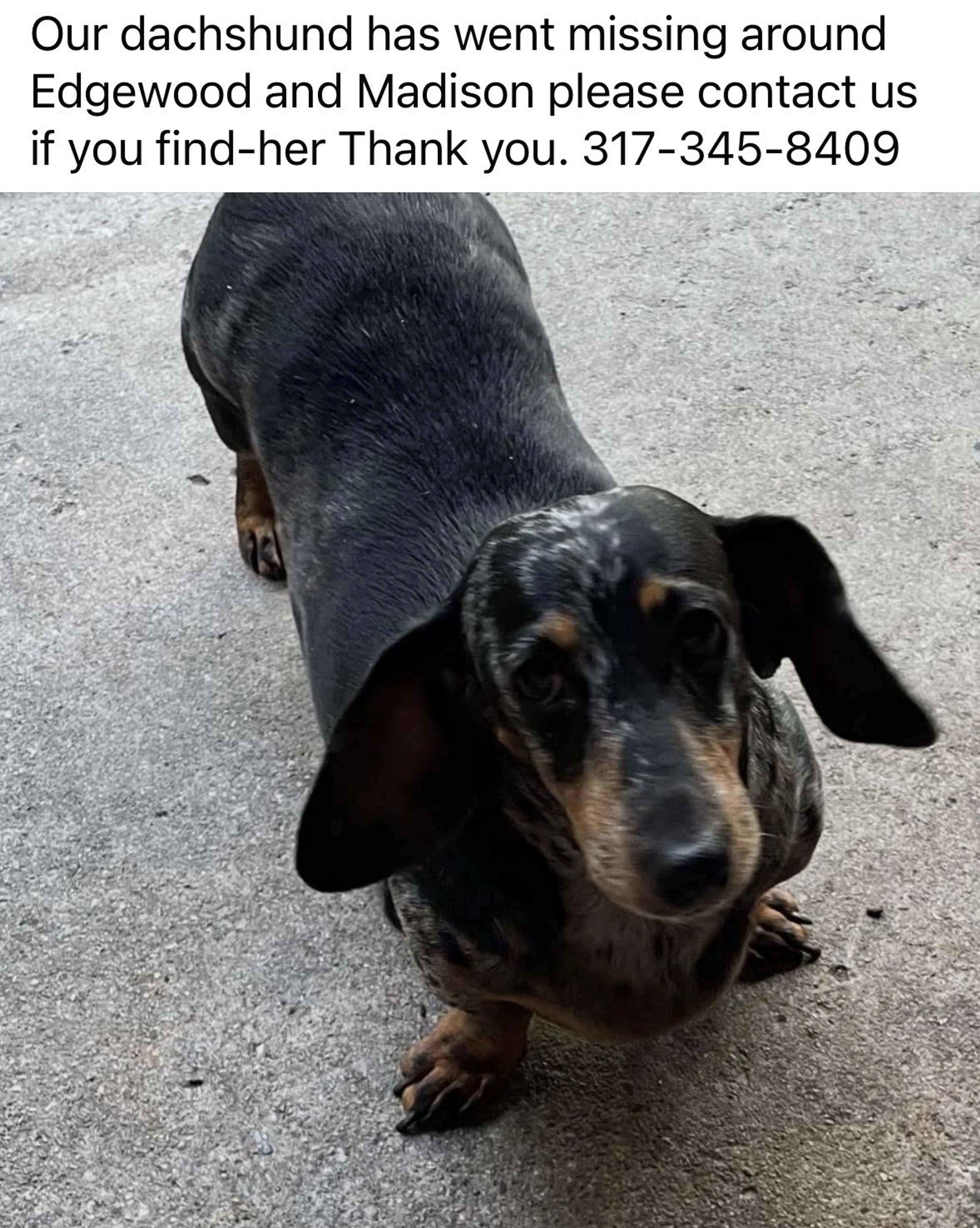 Lost pet