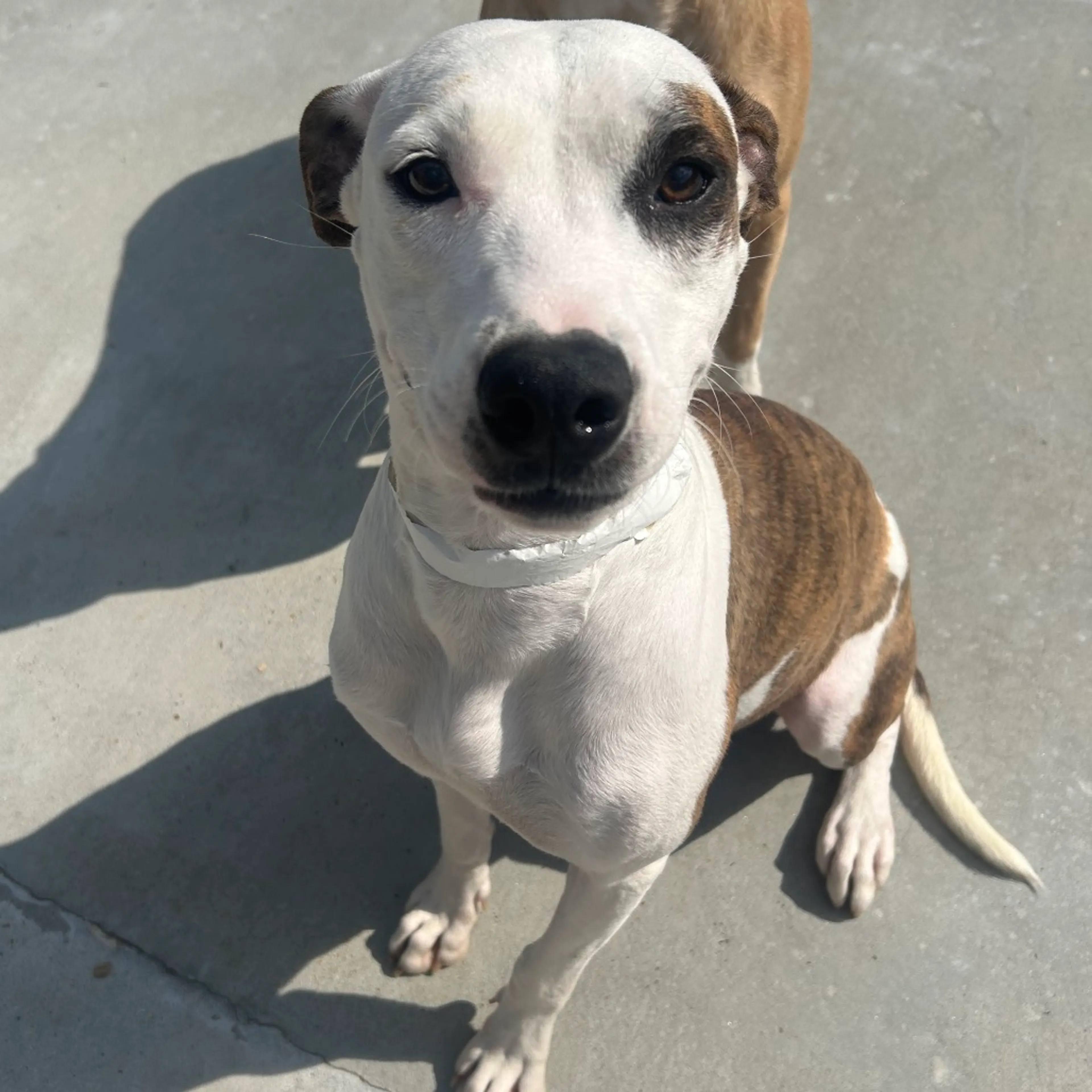 Found pet-2