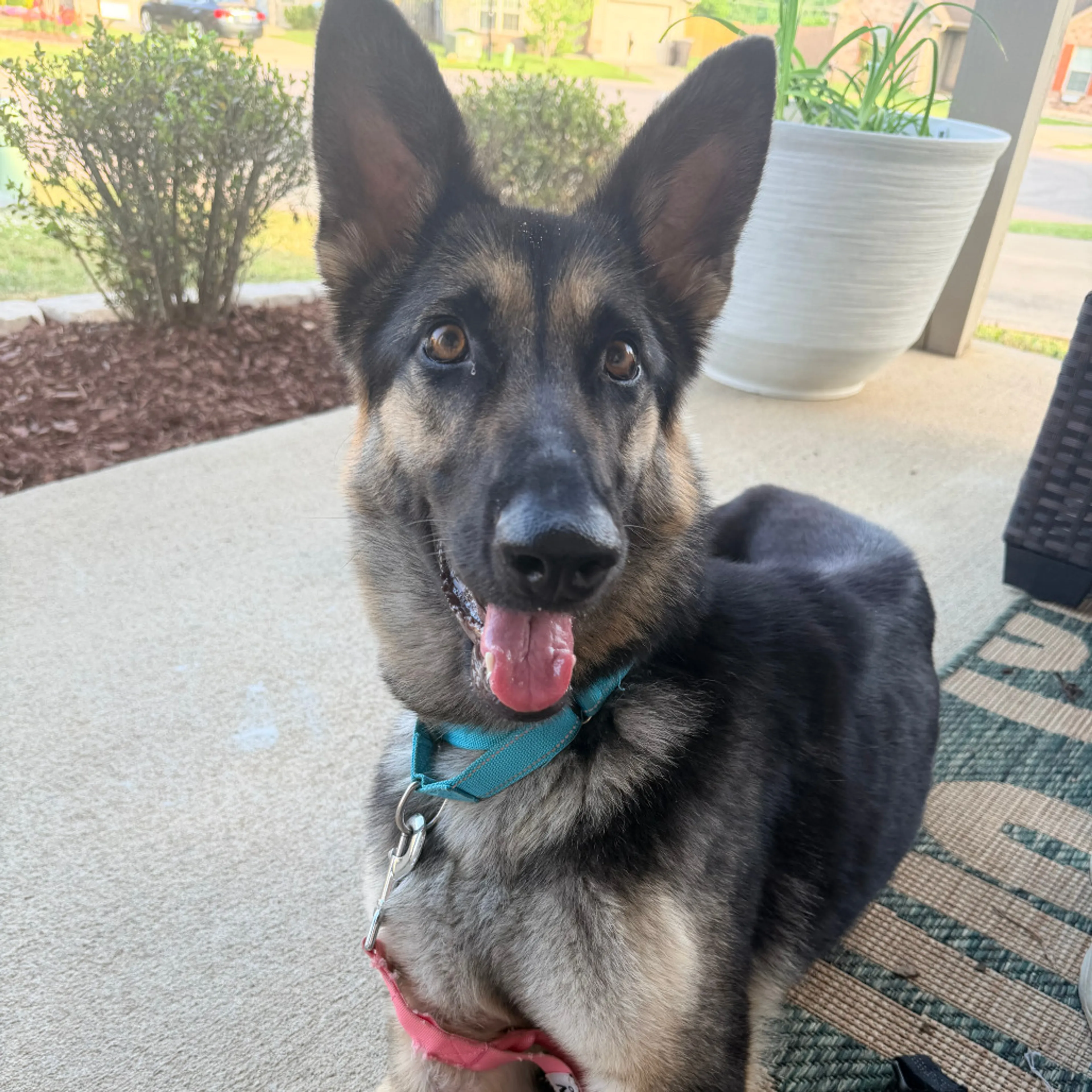 Found pet-2
